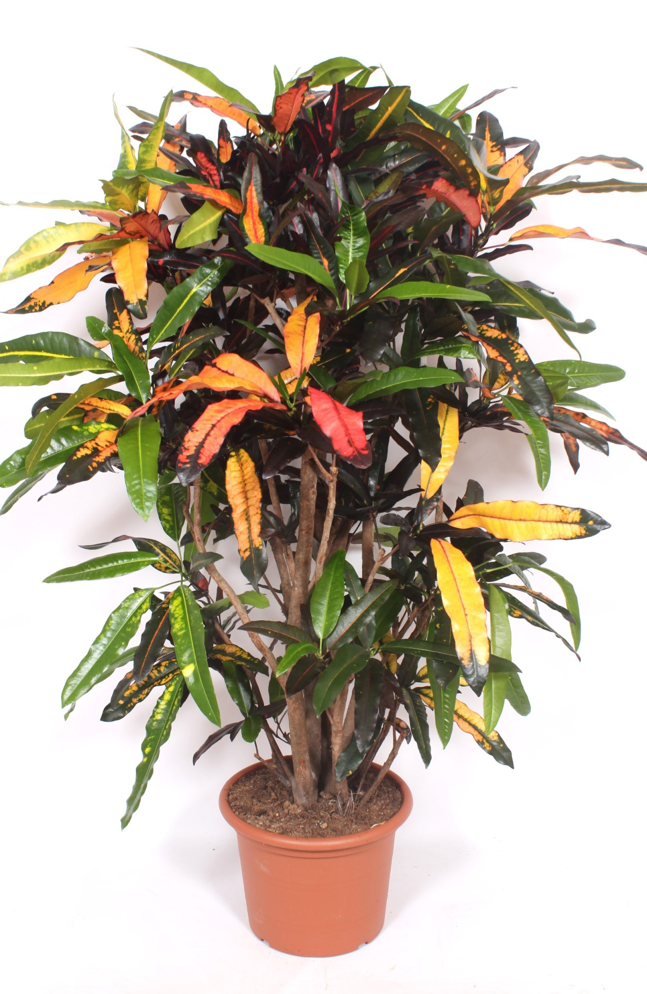Codiaeum Mango (Croton Mango), D 40