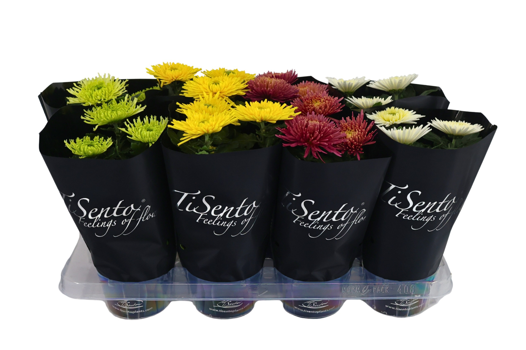 TiSento Chrysant Anastasia 12 cm - Mix hoes zwart, D 12 cm