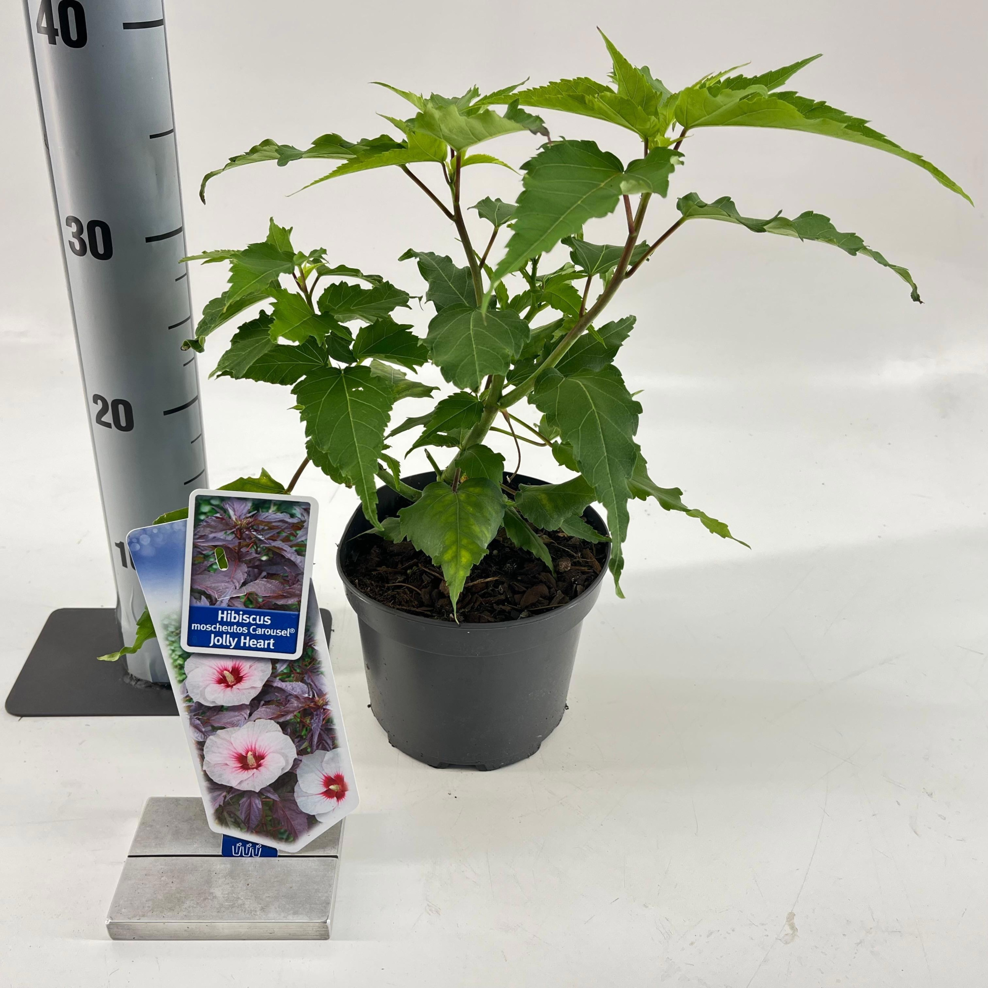 Hibiscus Carousel Jolly Heart ('Tahi56'PBR), D 17 cm