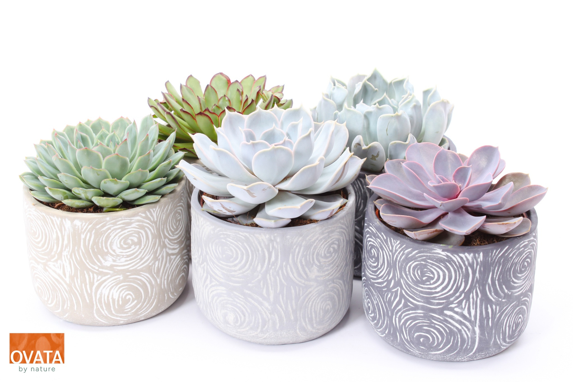 Echeveria mix in Toledo 14, D 14