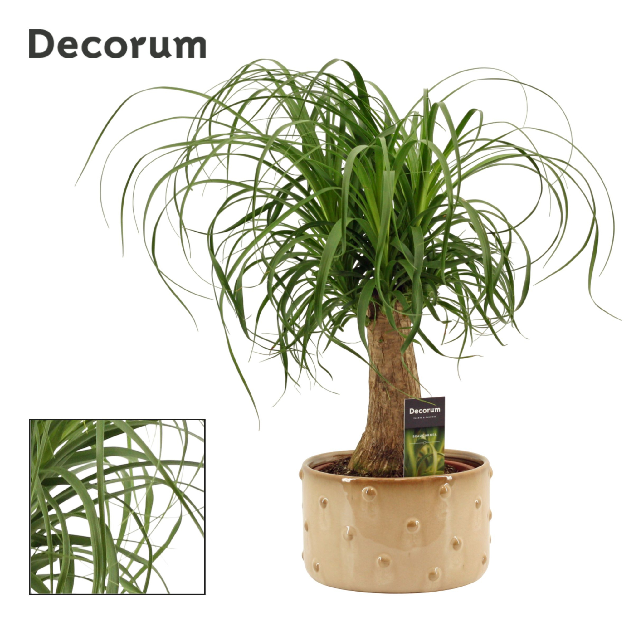 Beaucarnea recht 19 cm in Belle schaal (Deco-collection), D 19 cm