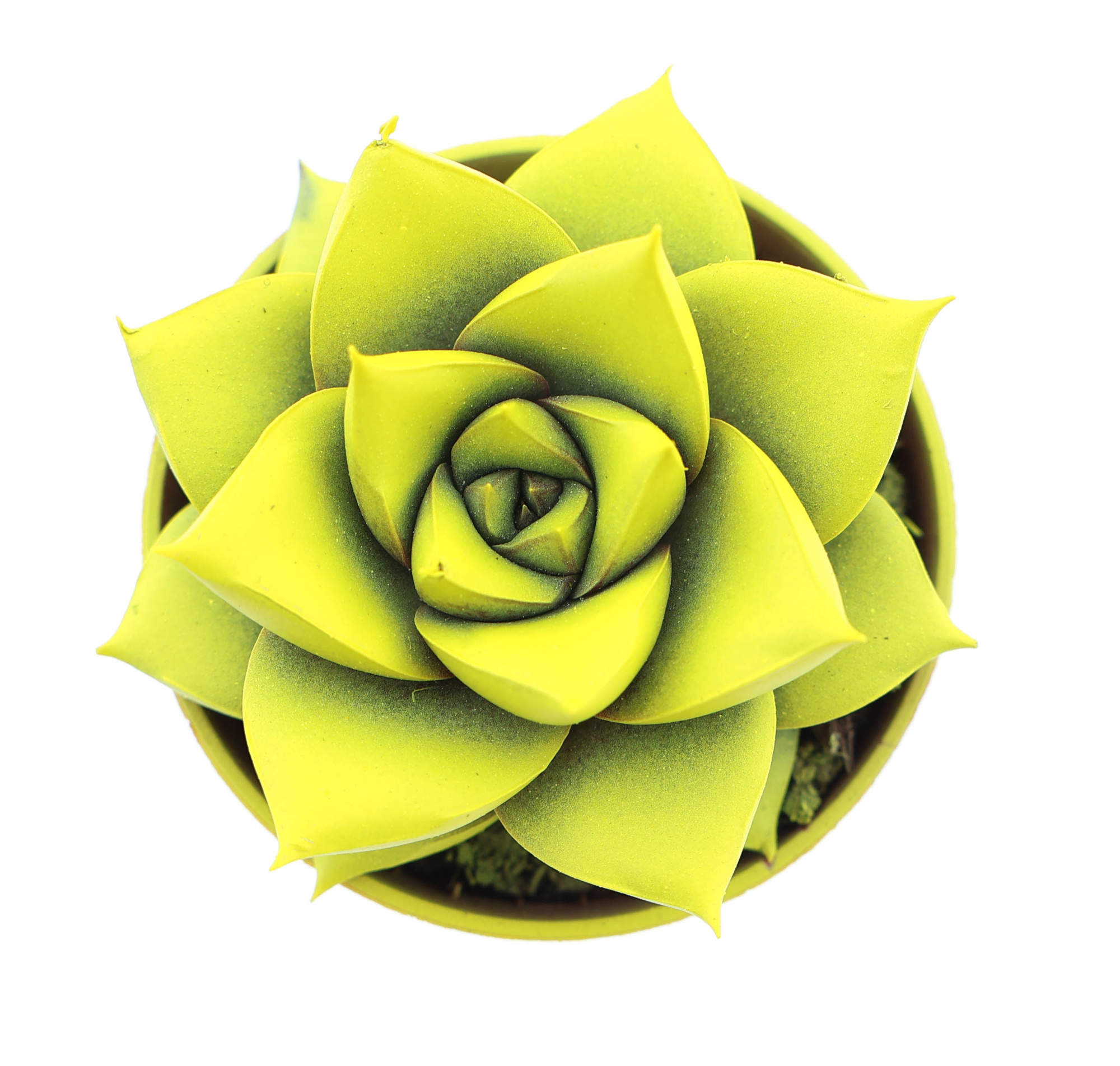 Rainbow purper yellow, D 5,5