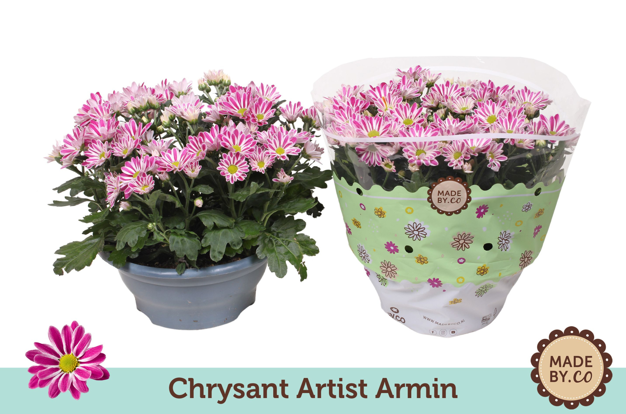 Chrysant Artist Armin, D 23