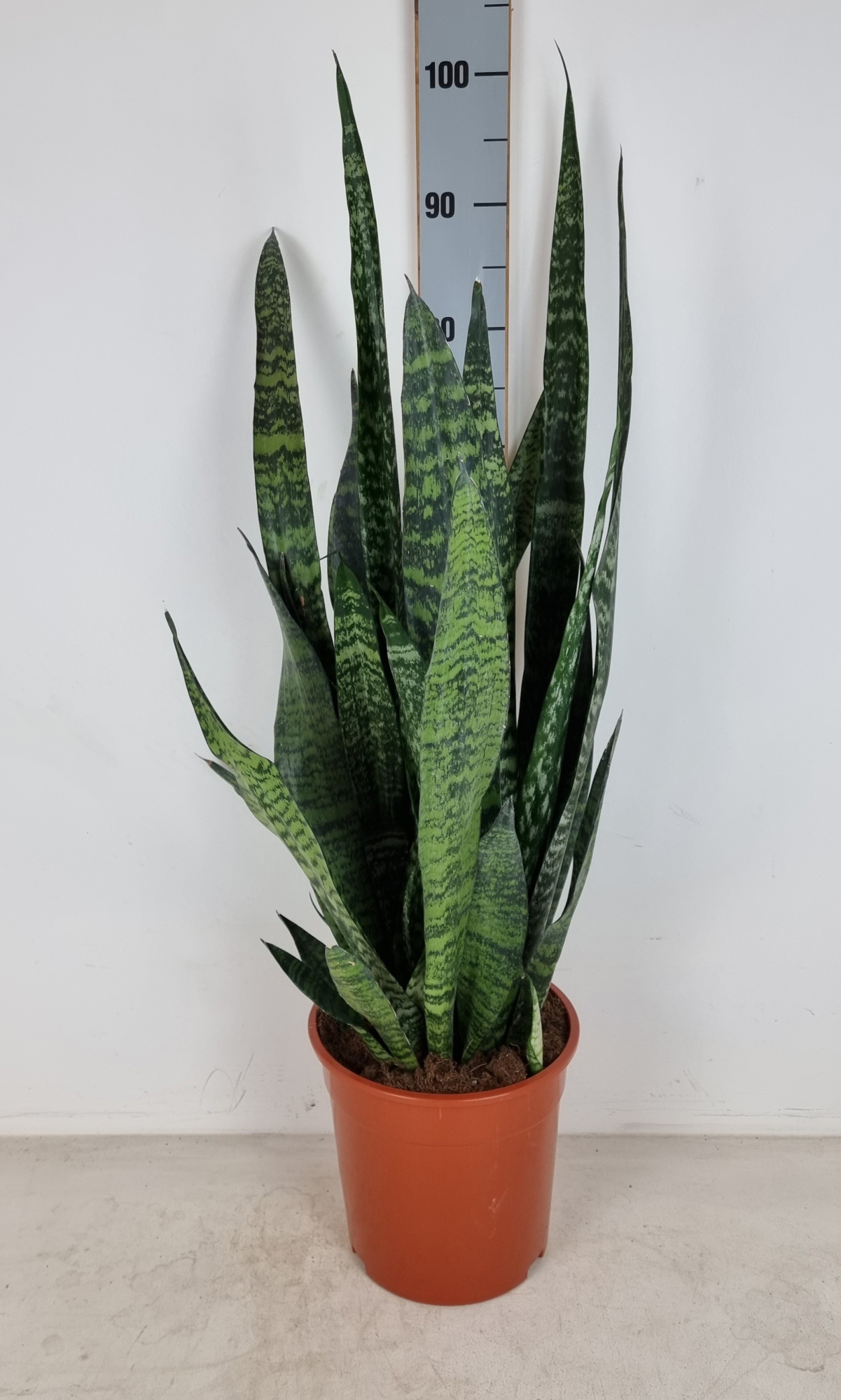 Sansevieria trifasciata Zeylanica P24 H100, D 24 cm