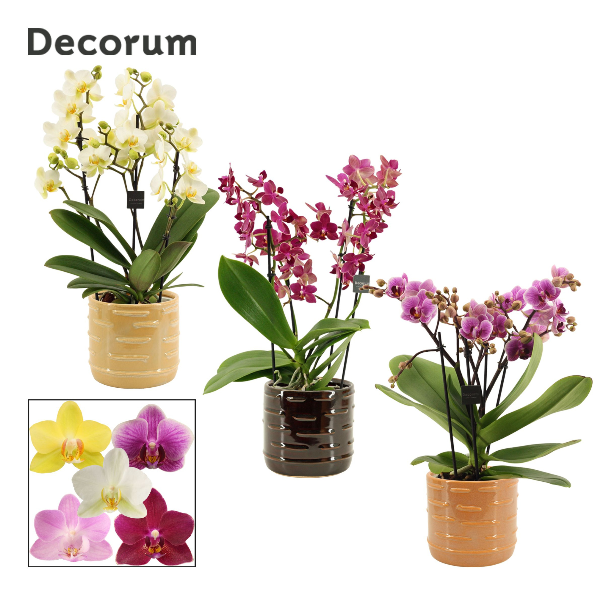 Phalaenopsis dazzling melange 3-4 tak in Lois (Deco-collection), D 12