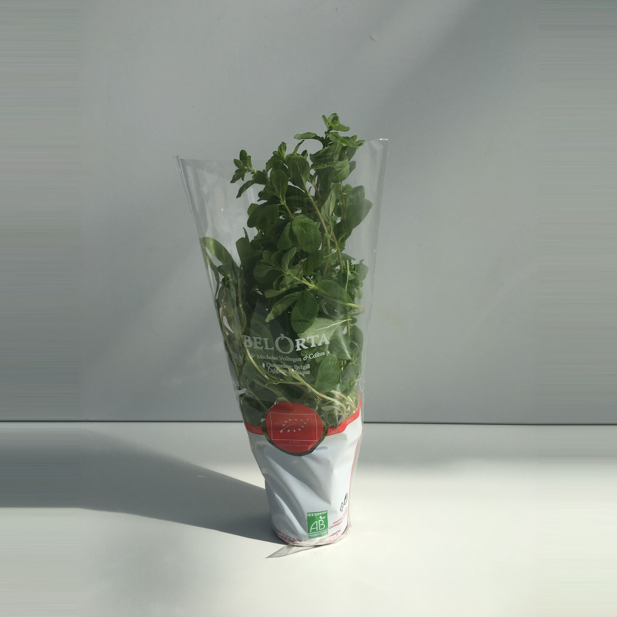 Marjolein P9, D 9 cm