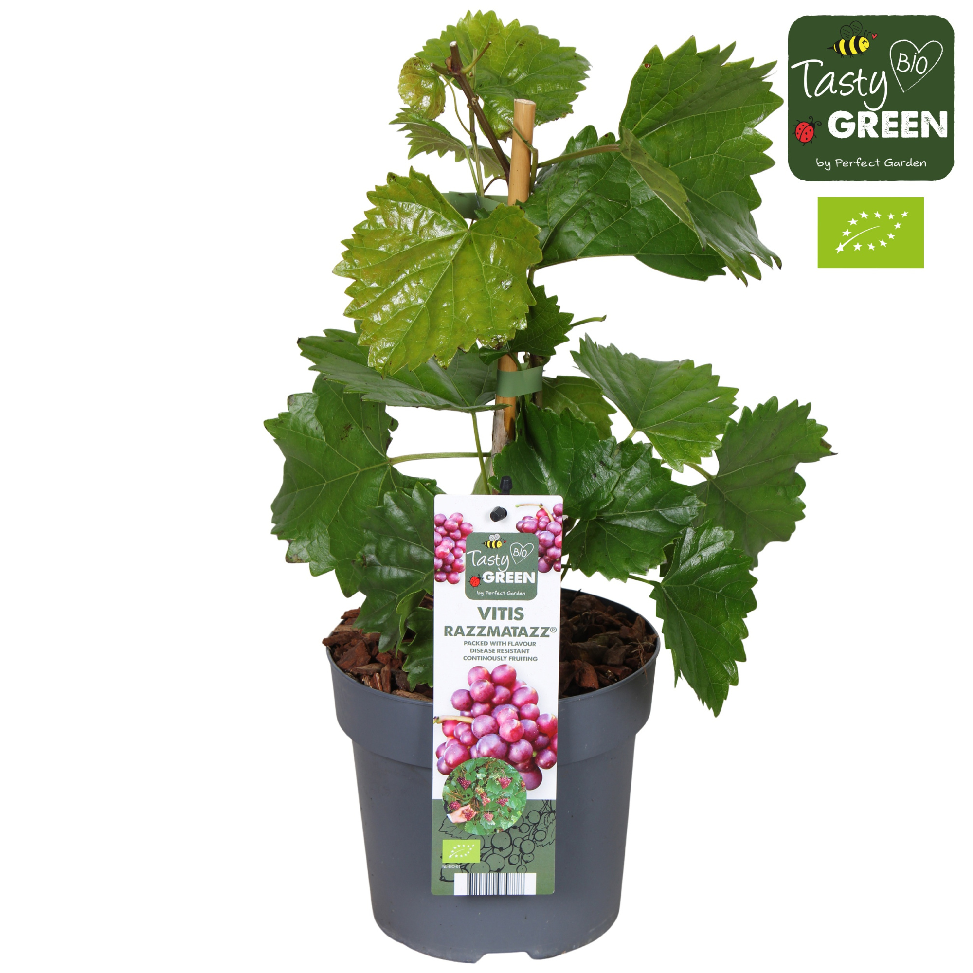 Vitis hybrid 'RazzMatazz'® P14, D 14 cm