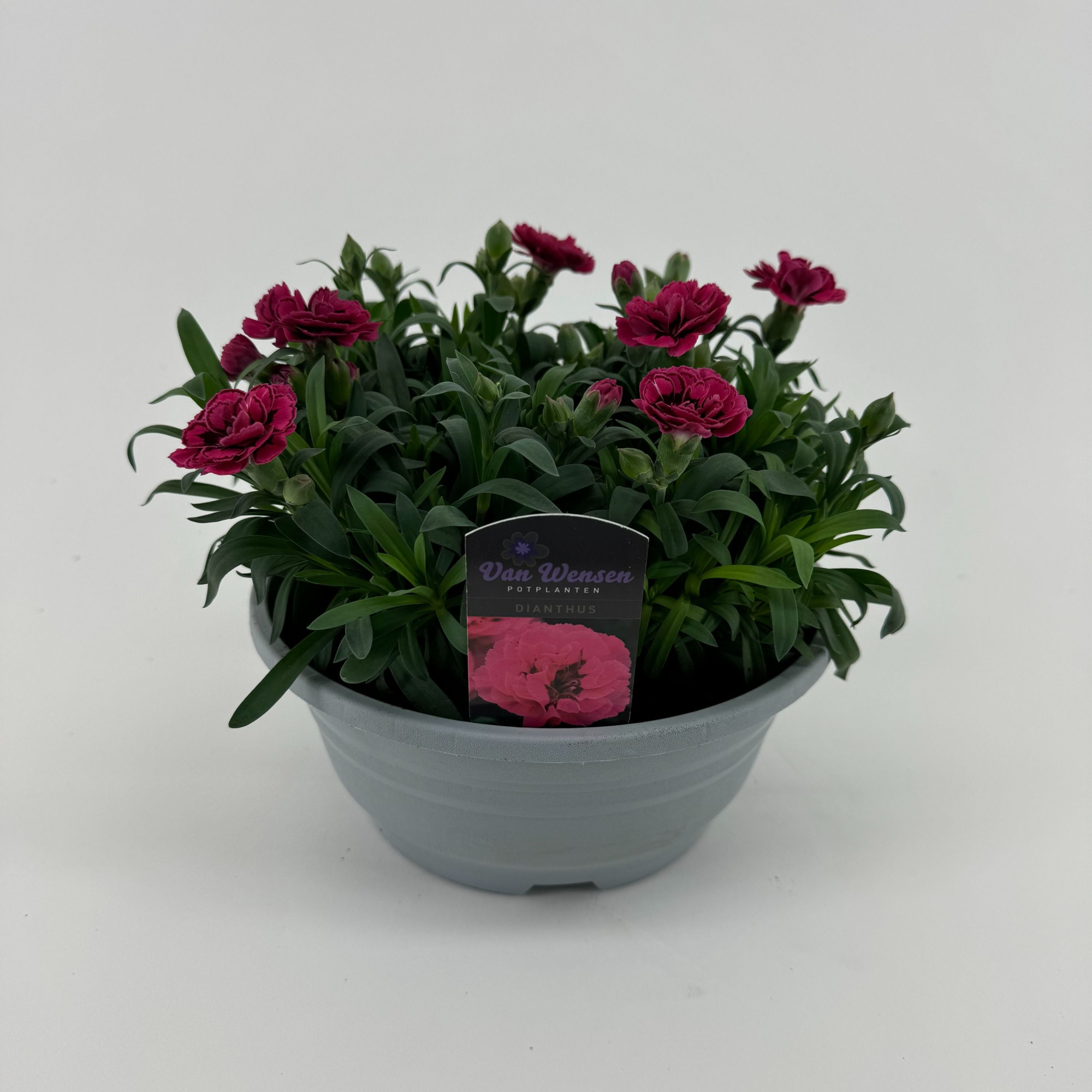 Dianthus 'Oscar' Purple Wings, D 21 cm