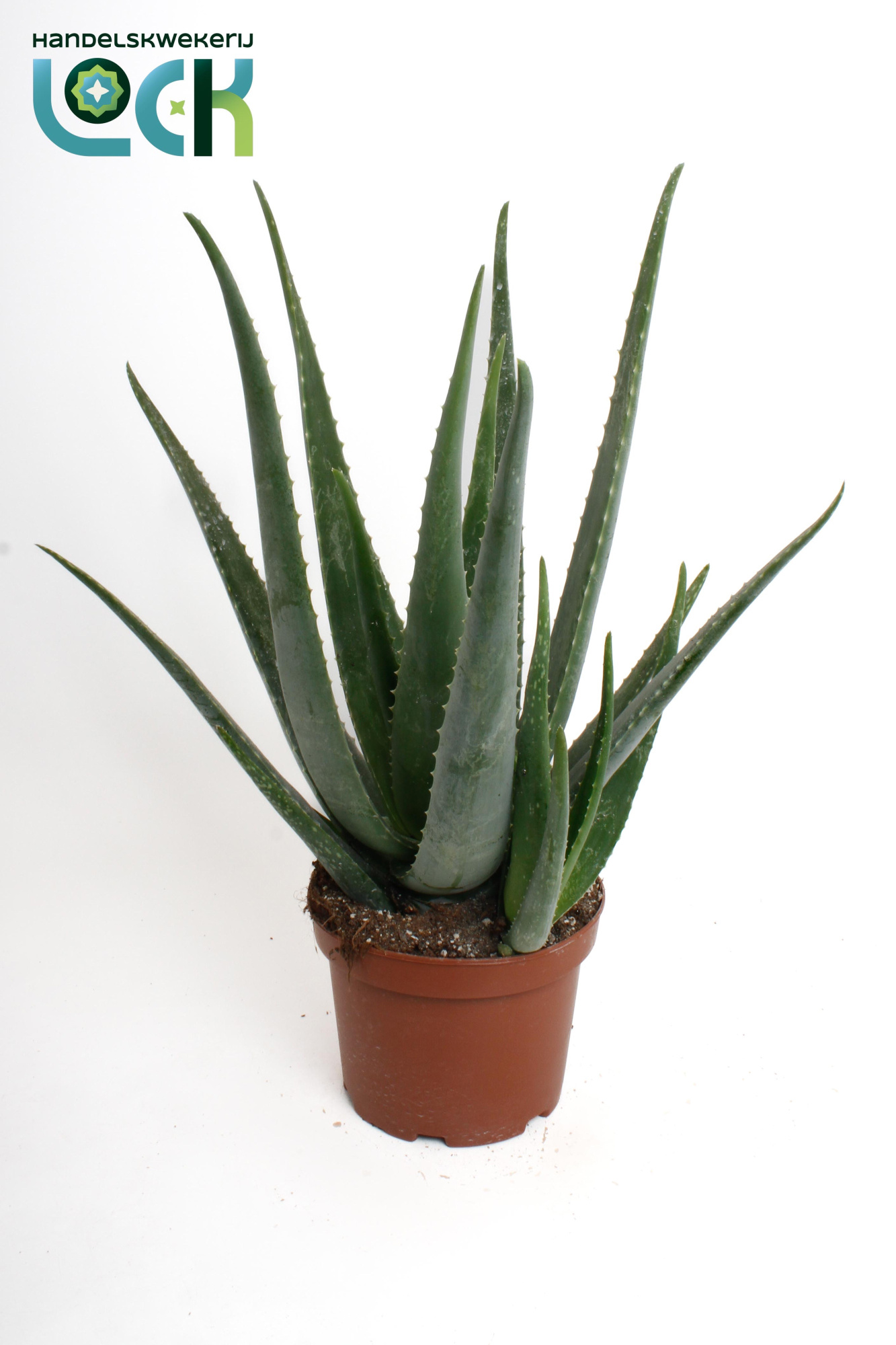 Aloe Vera, D 19