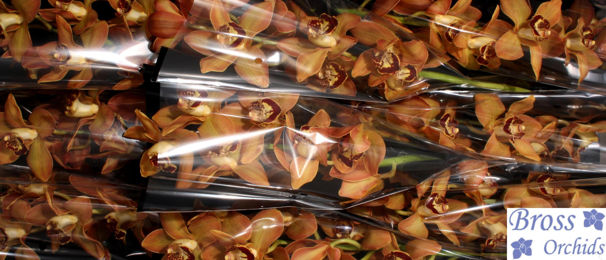 Цимбидиум Чарли Браун x9 60, шт.