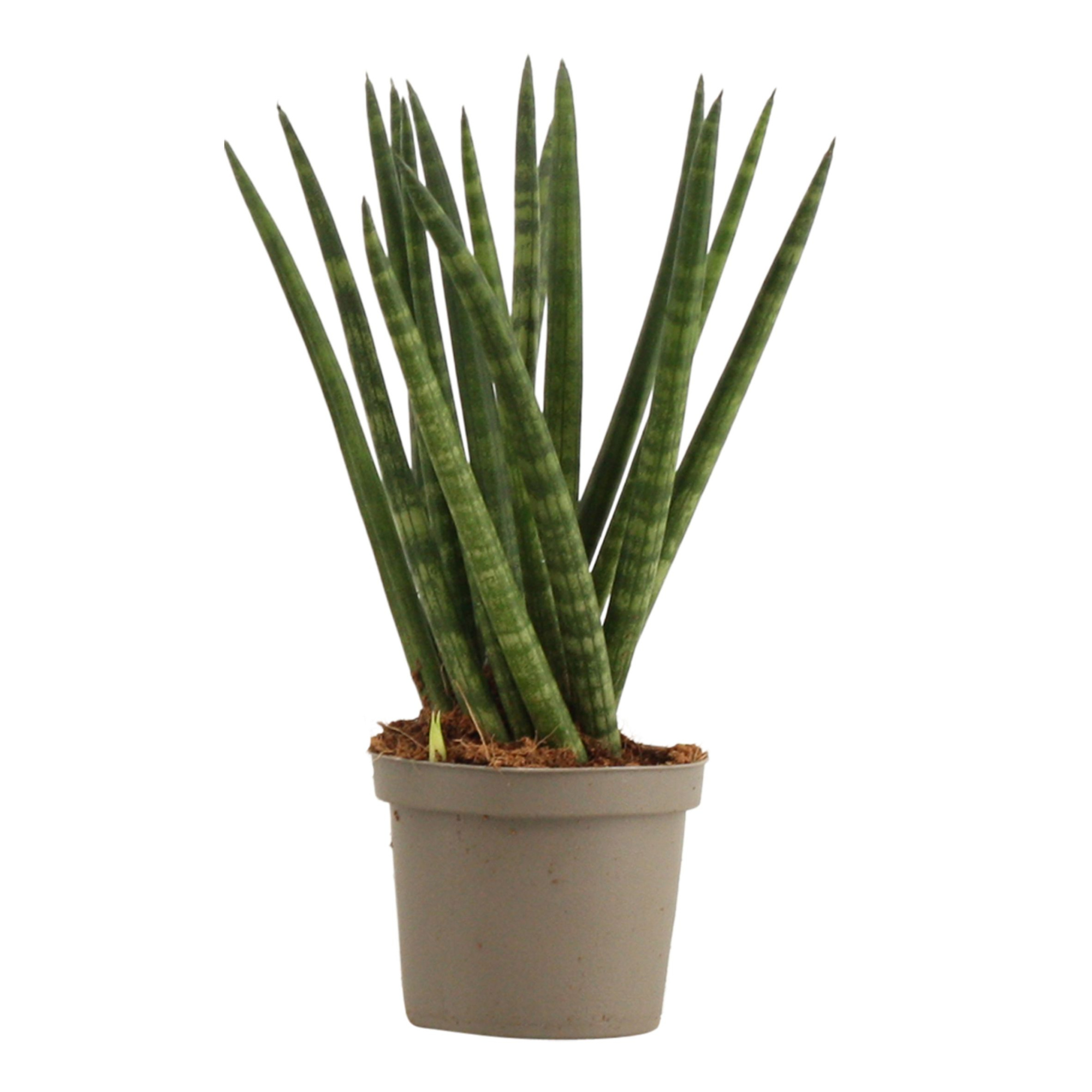 Sansevieria Cylindrica 9 cm Spaghetti, D 9 cm