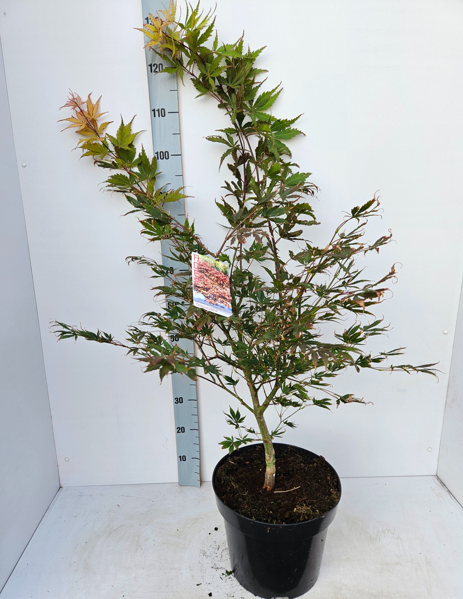 Acer palmatum 'Chitoseyama', D 31 cm