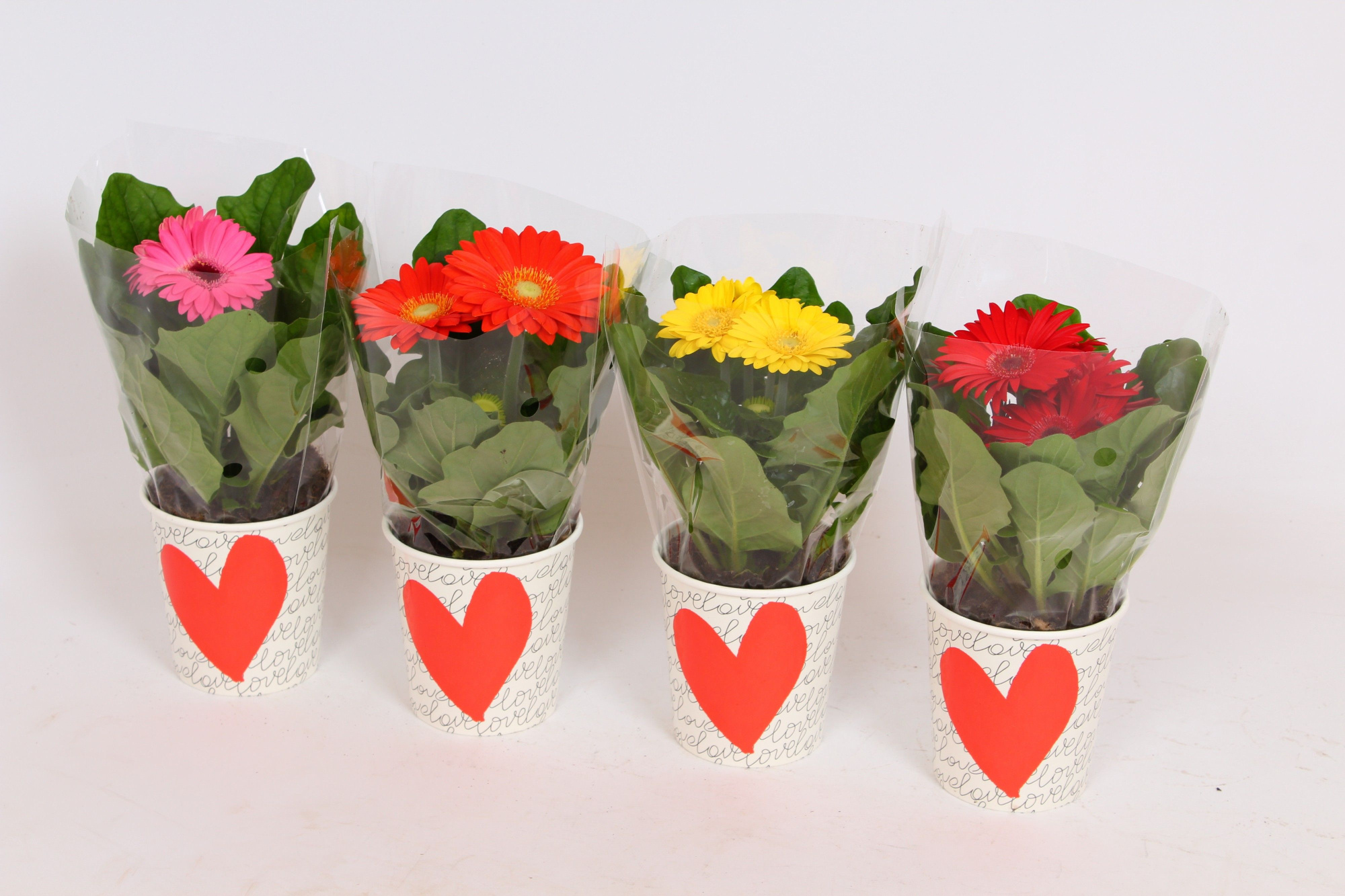 Gerbera in smartcub wit met ROOD HART, D 9