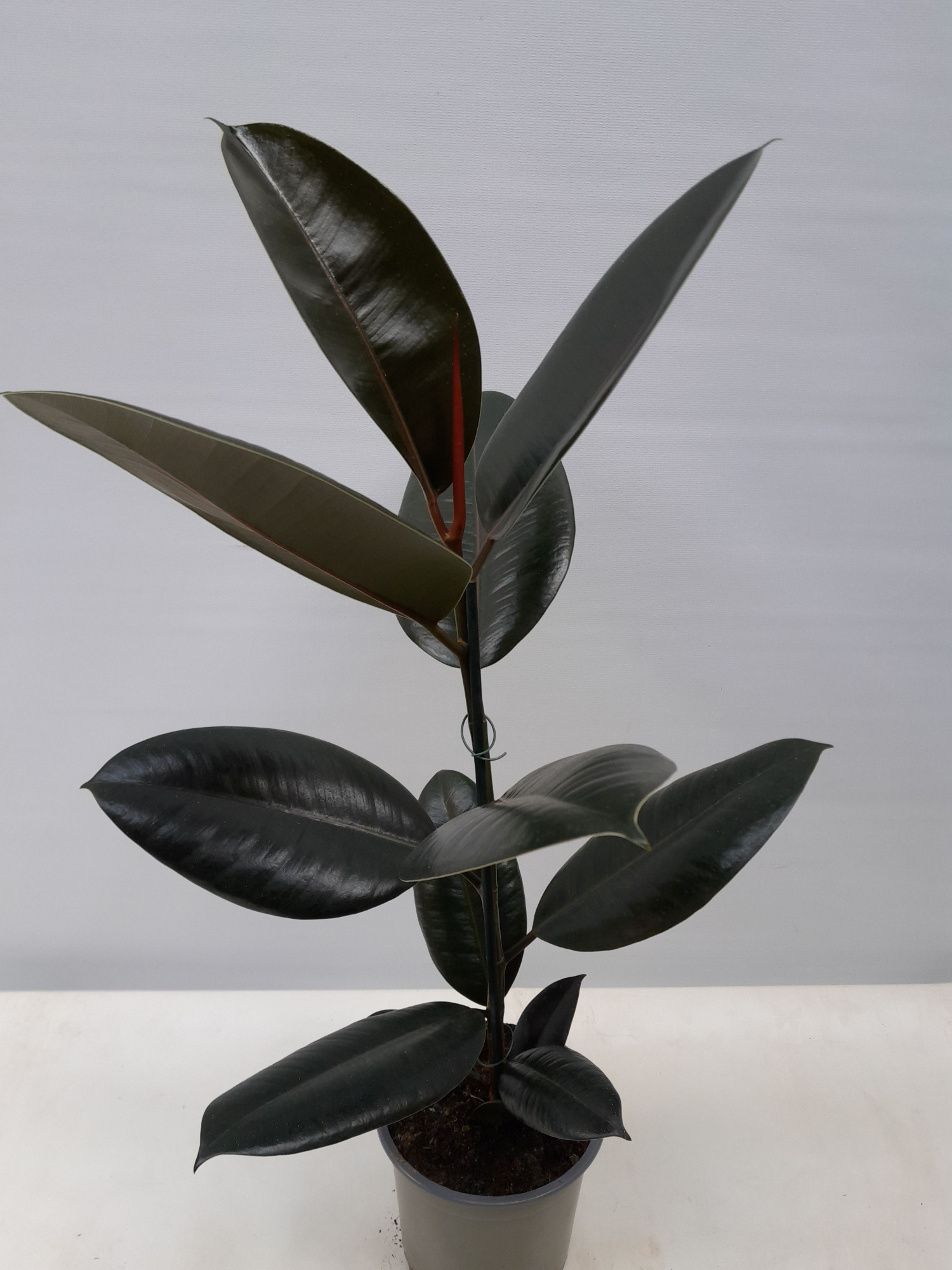 FICUS ELASTICA 'ABIDJAN', D 12