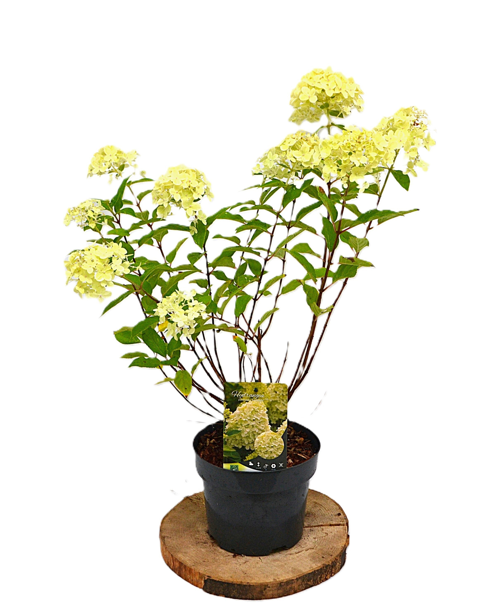 Hydrangea paniculata Limelight C3, D 19