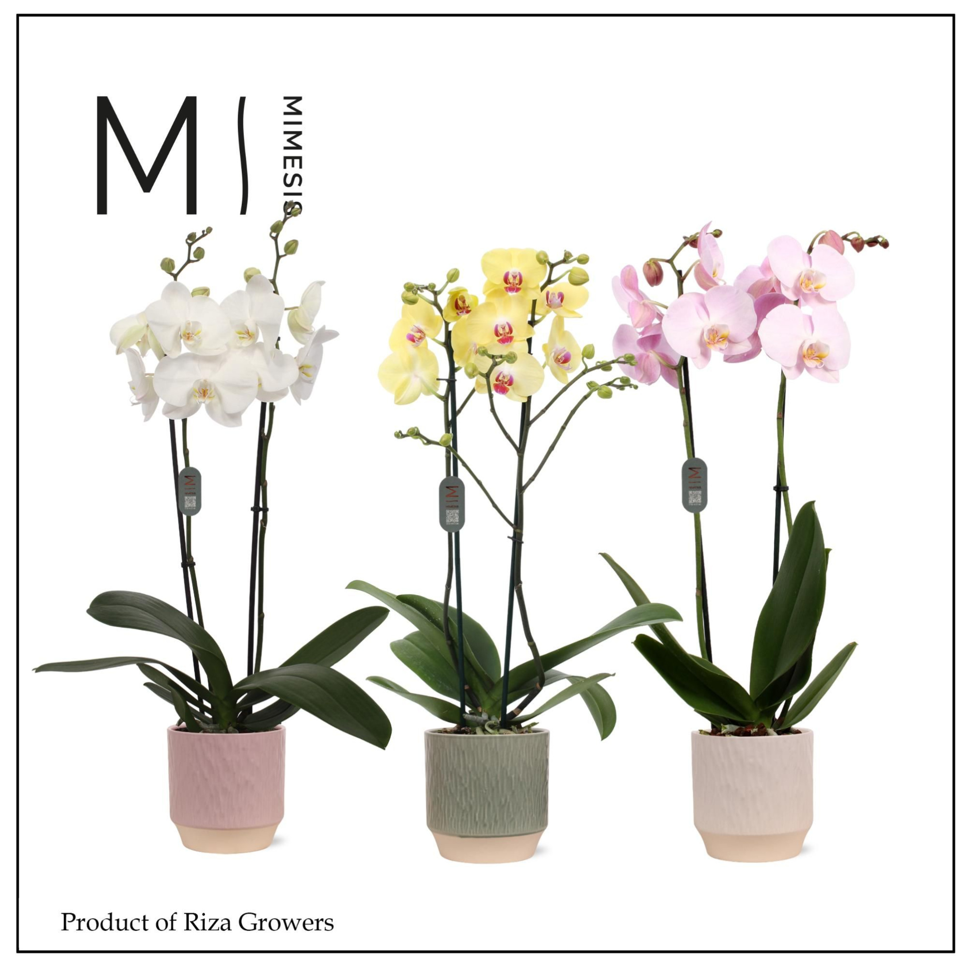 Mimesis Phal. Mix - 2 spike 12cm in Luna Mix Ceramic, D 12 cm