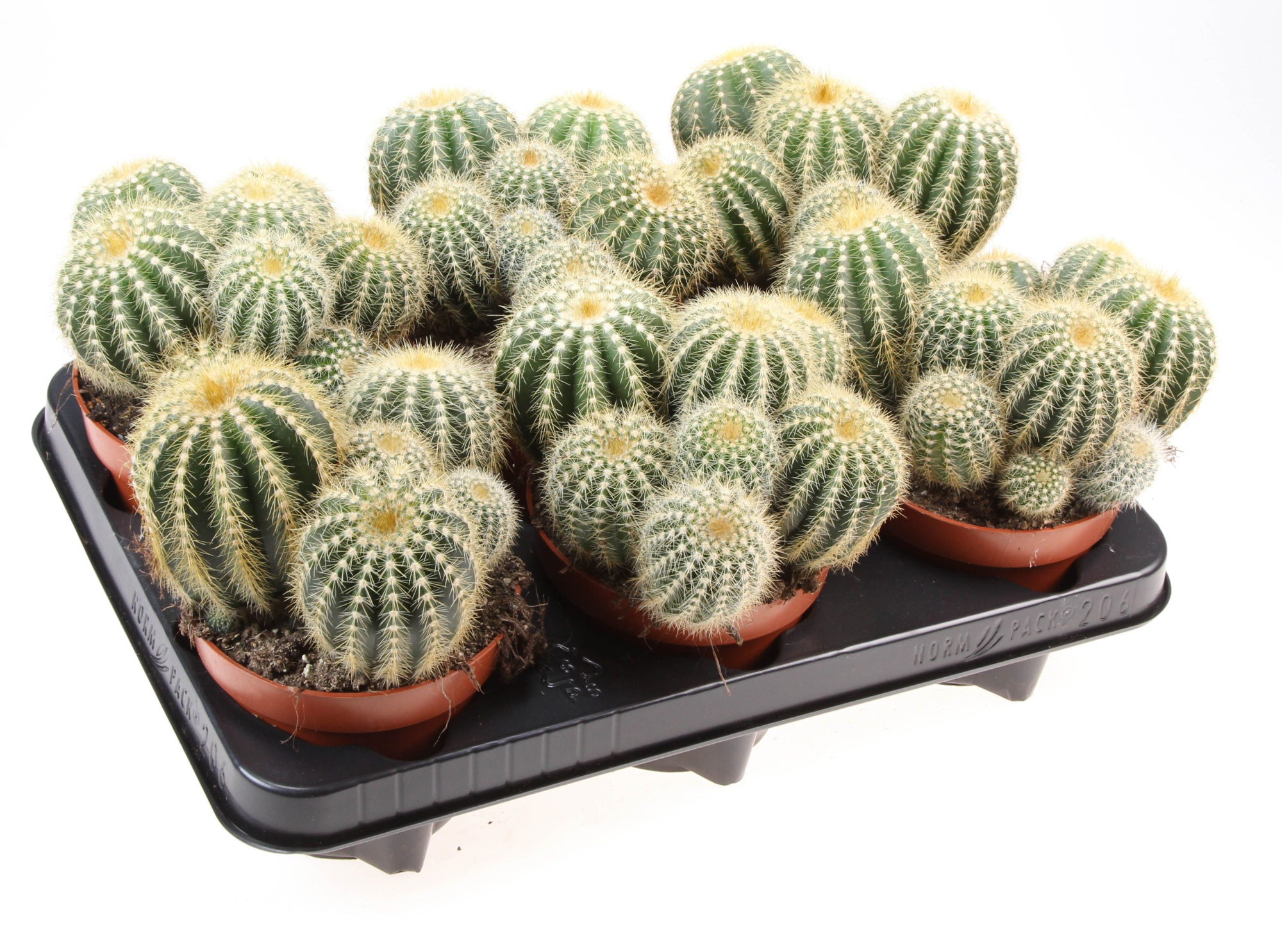 Notocactus Warassi, D 12 cm