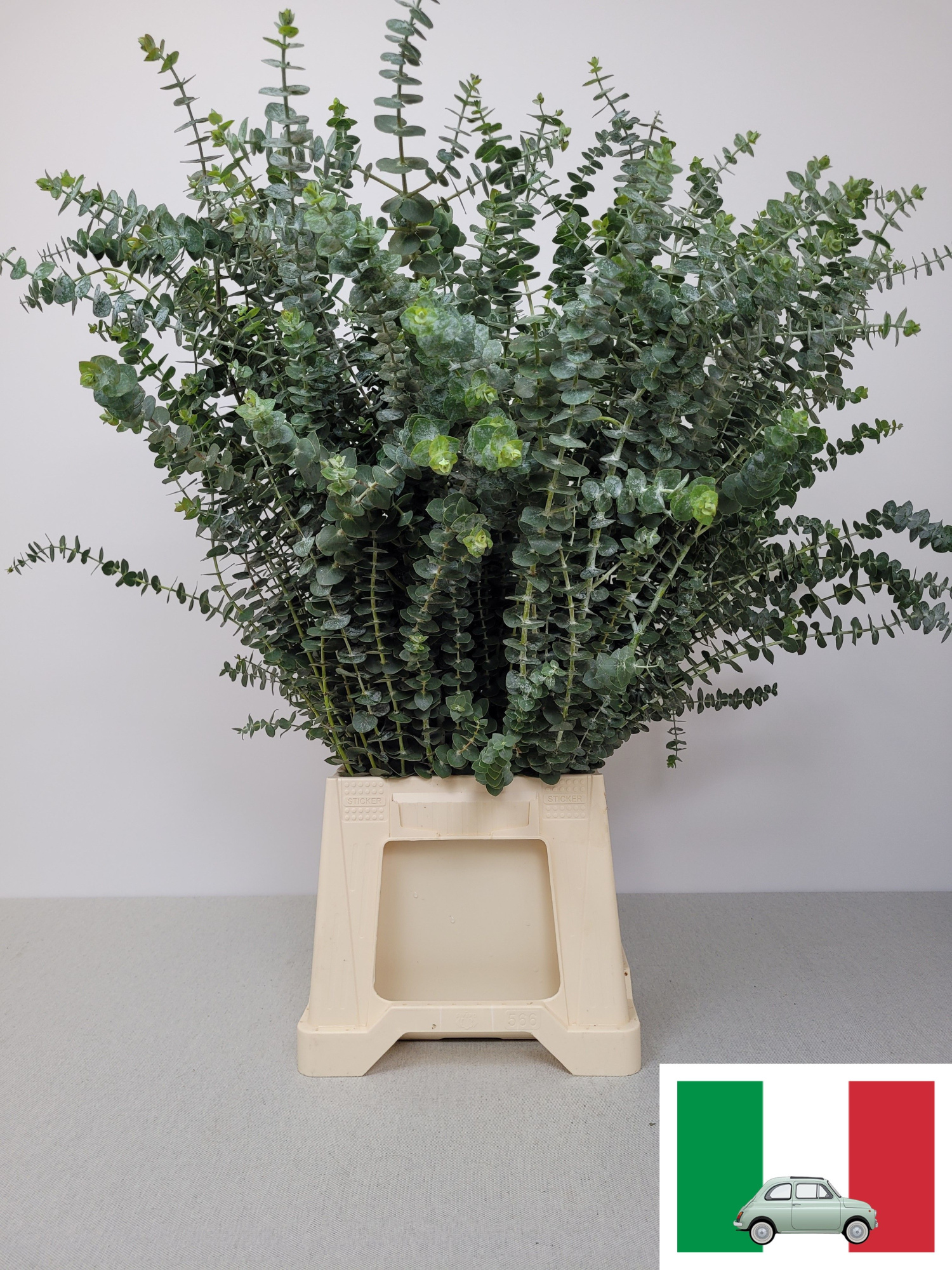 Эвкалипт Бэйби Блю за пучок 70, пуч.