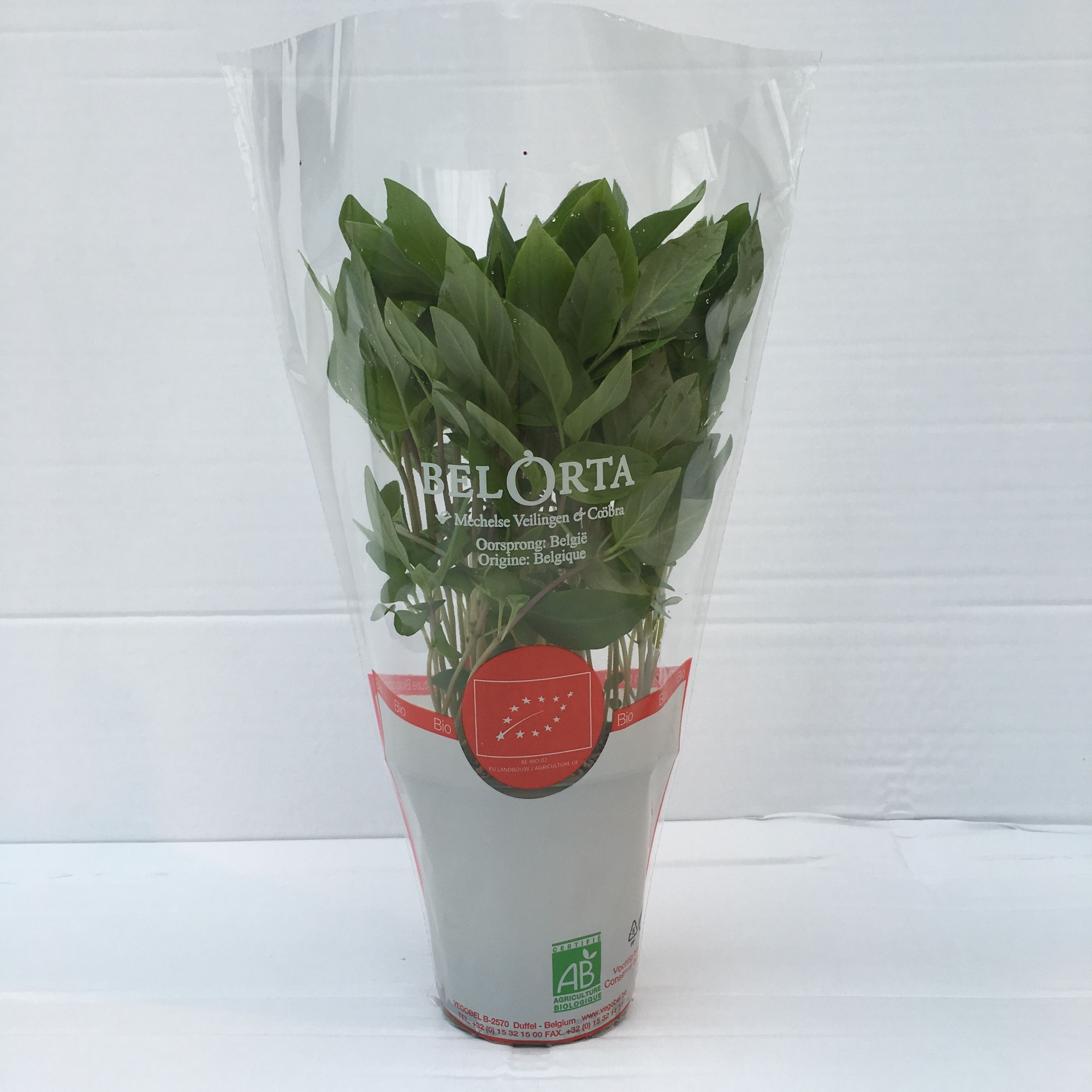 Basilicum Thaï P9, D 9 cm