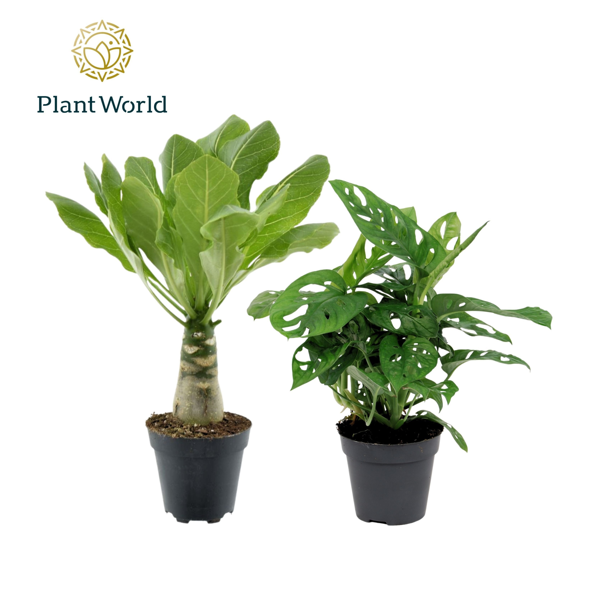 Mix california: Monkey Leaf - Brighamia, D 12 cm