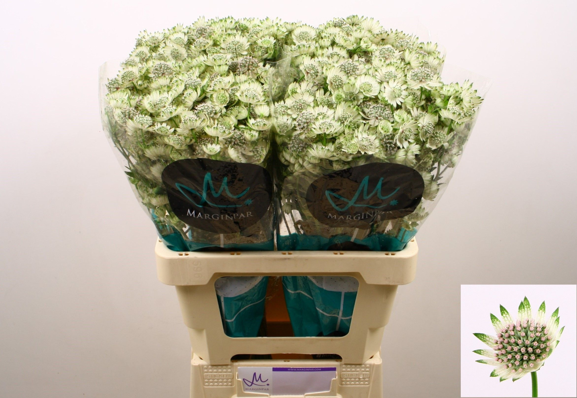 Астранция Биллион Старс XL 60, шт.