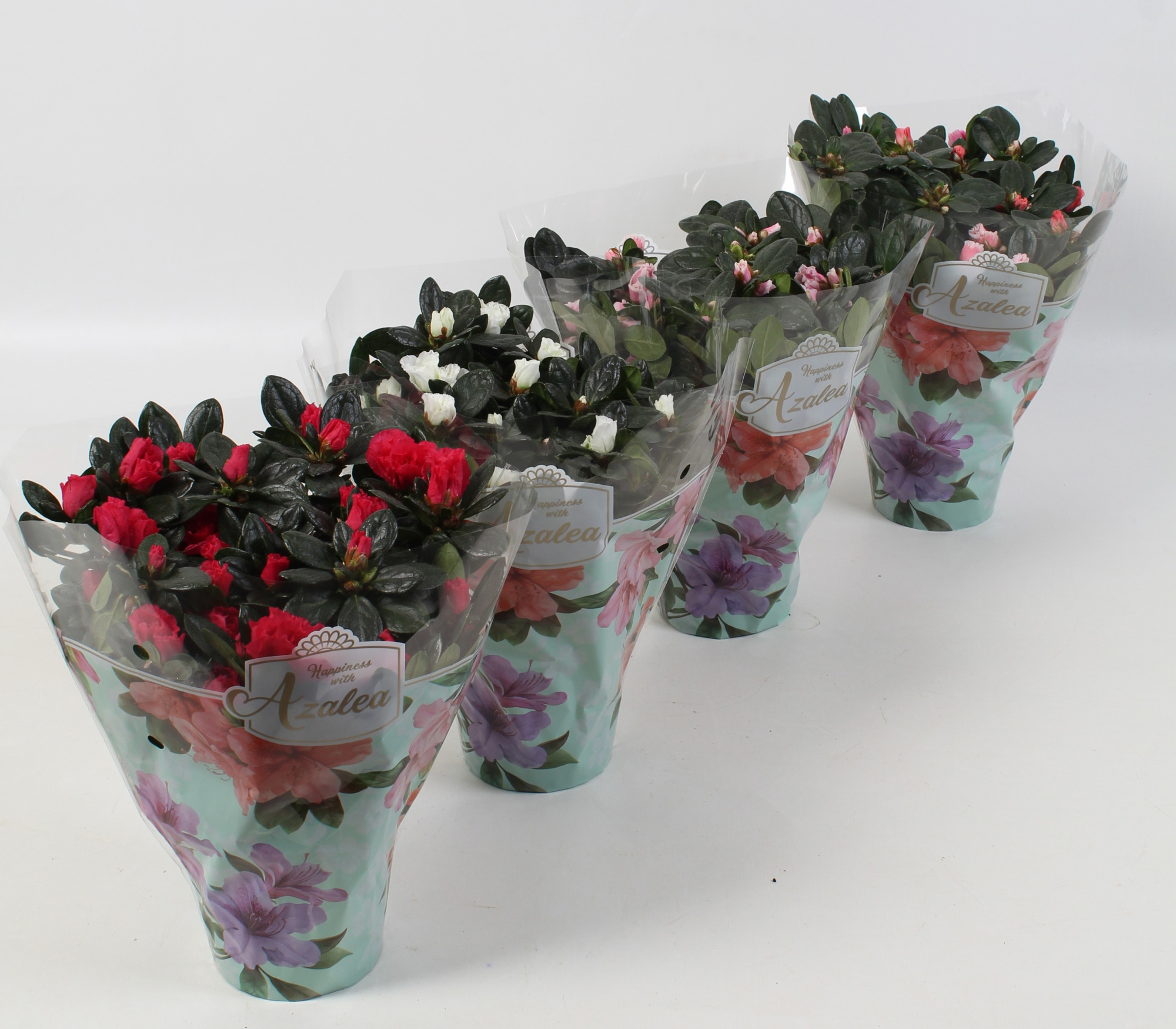 Azalea Wit/Rose/Zalm/Bont Gemengd DECO hoes DIA 25 CM, D 12,5