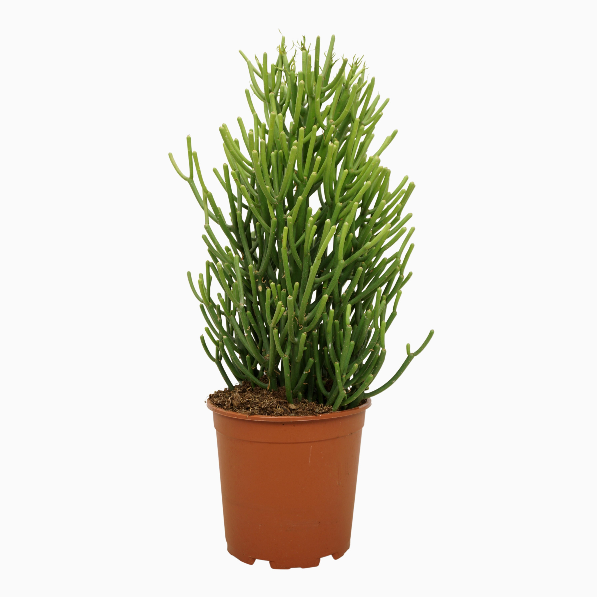 Euphorbia tirucalli 21 cm, D 21 cm