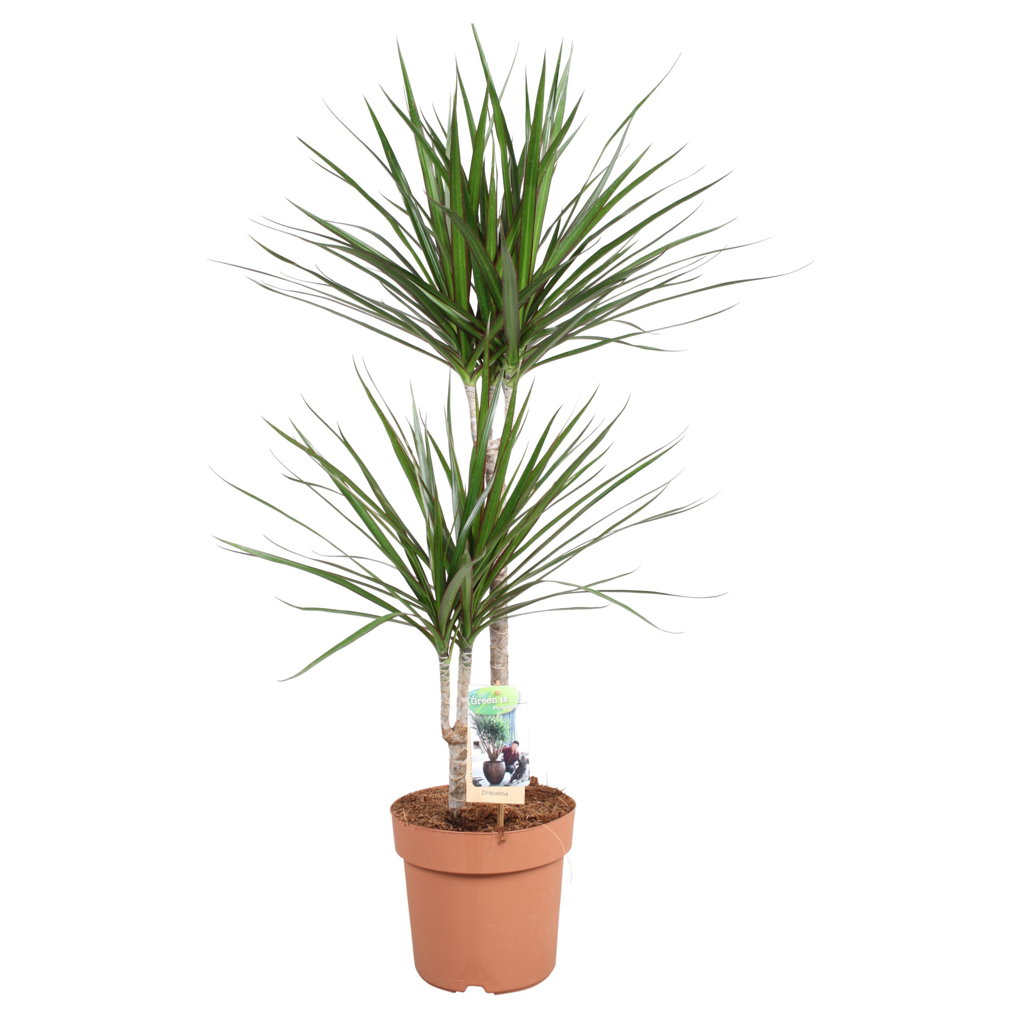 Dracaena Marginata 45-15, D 21
