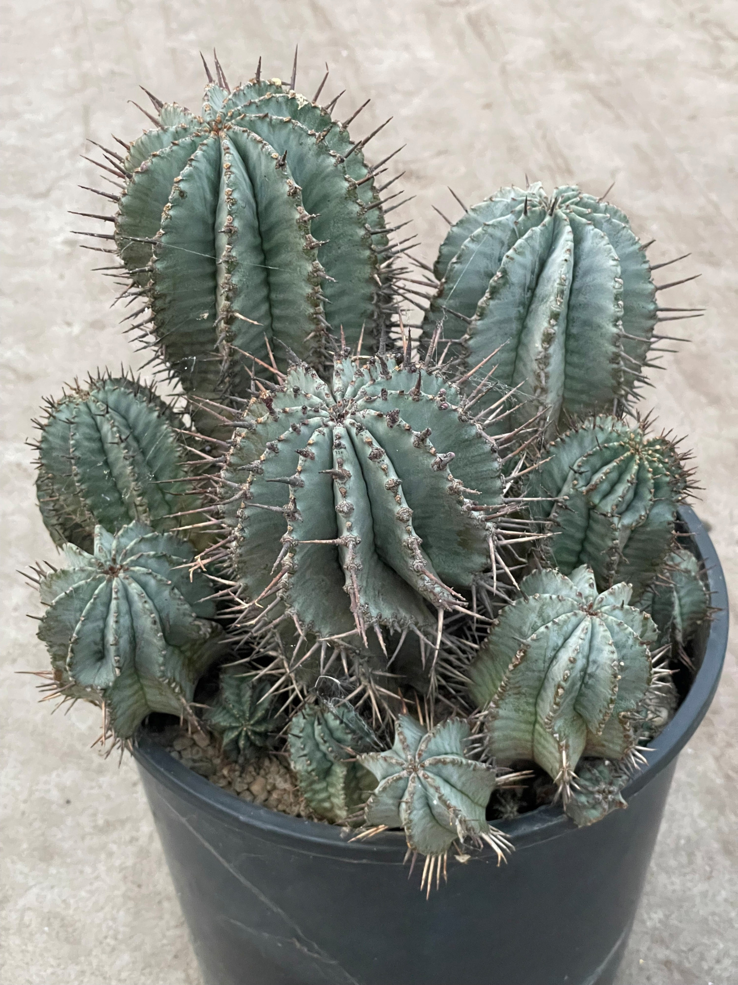 804 Euphorbia Horrida 25, D 25