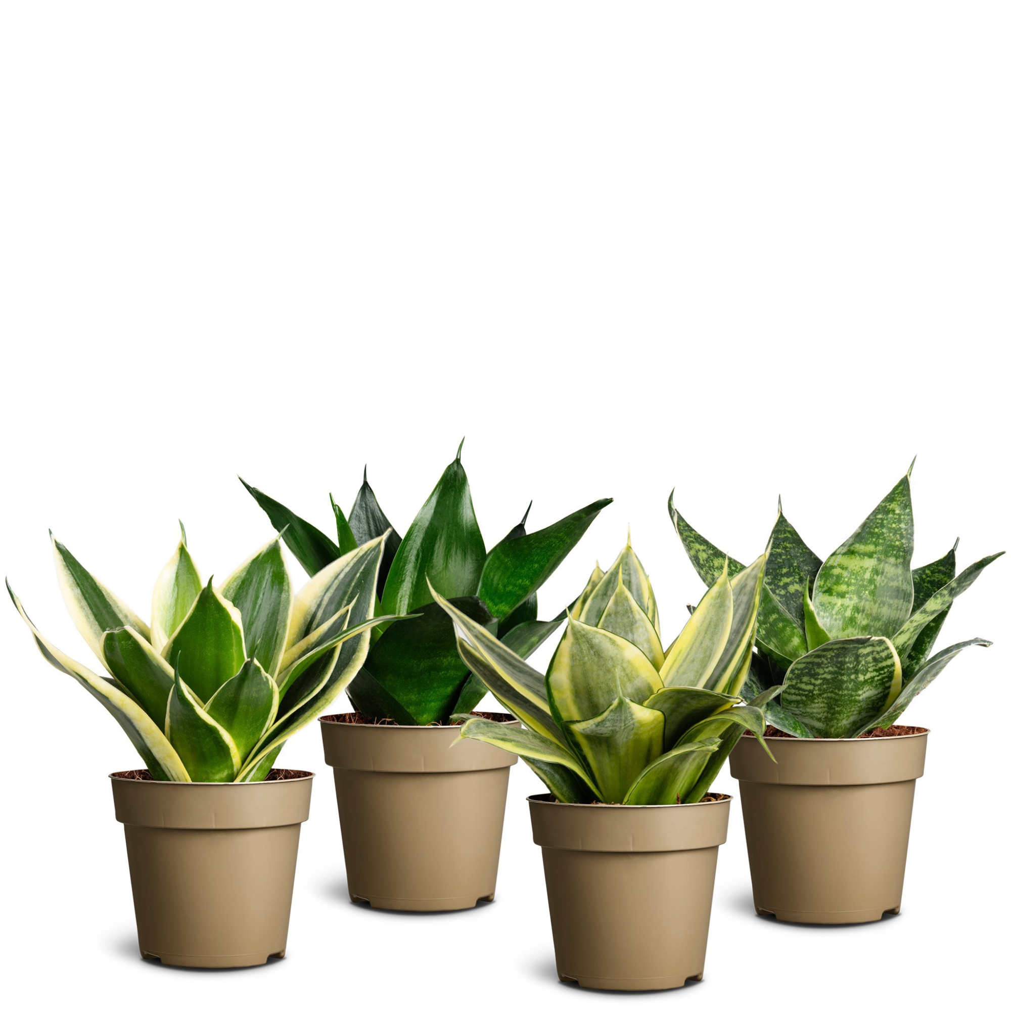 Sansevieria Hahnii Collection, D 9