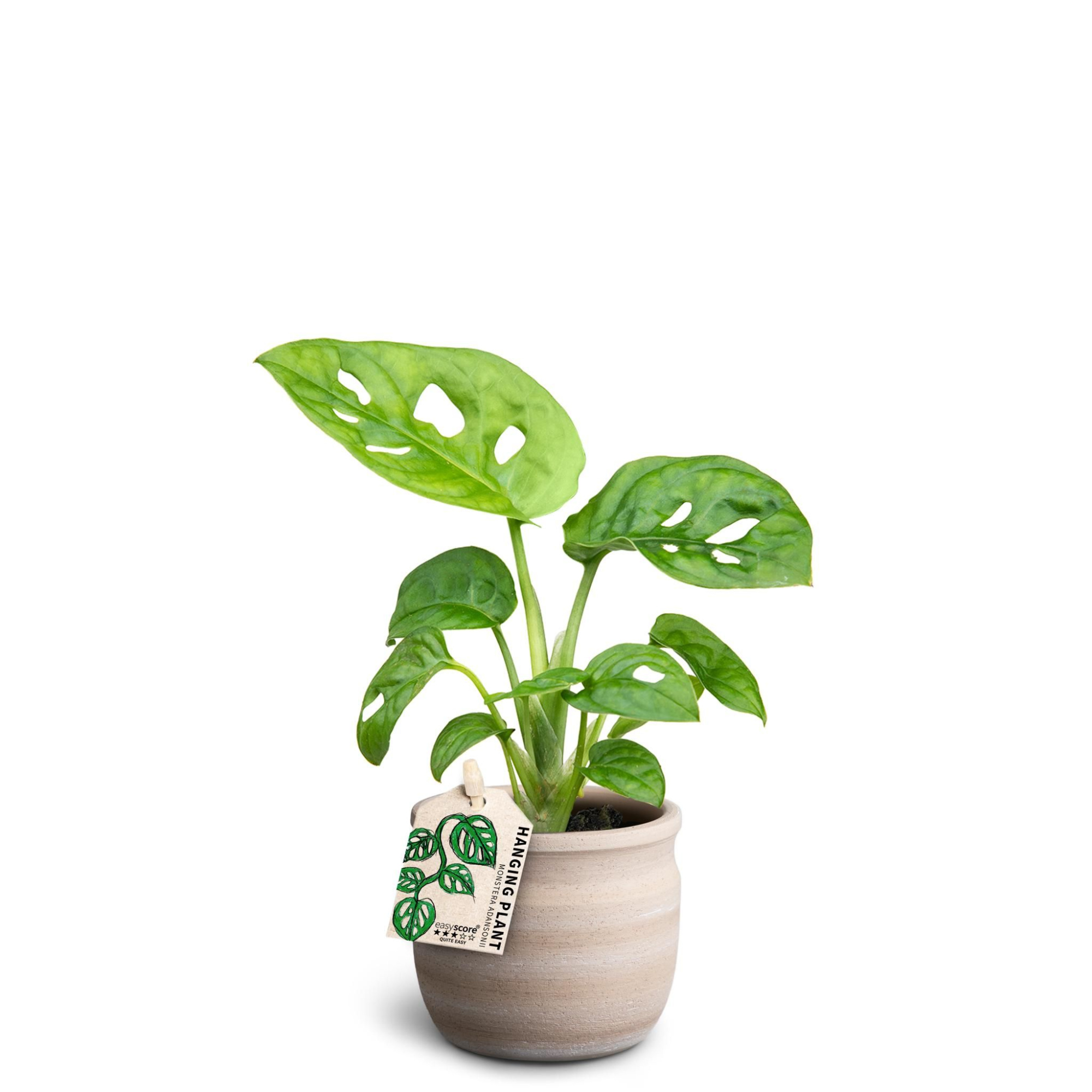 Maceta Sand, Monstera adansonii, D 7 cm