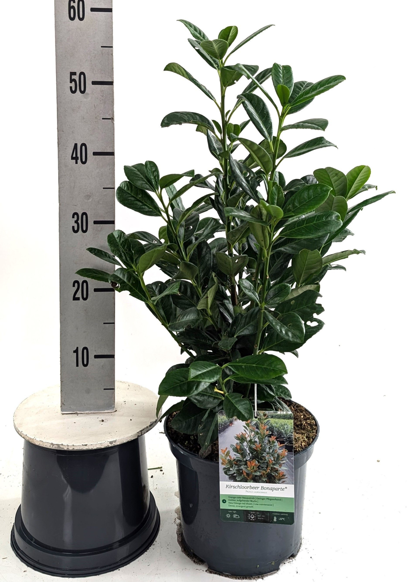 Prunus laur. 'Bonaparte' -R- 40-, D 23 cm