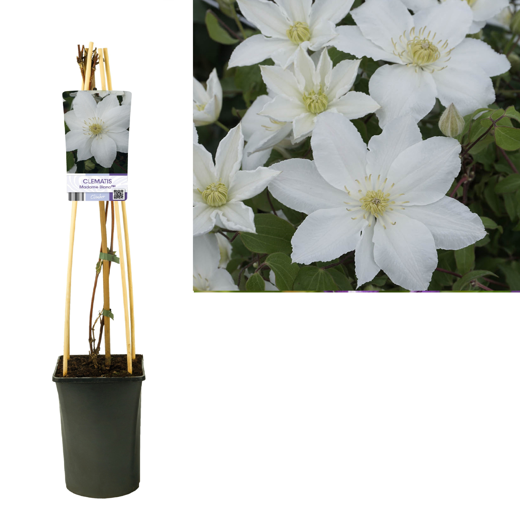 Clematis Madame Blanc PBR +light label, D 17