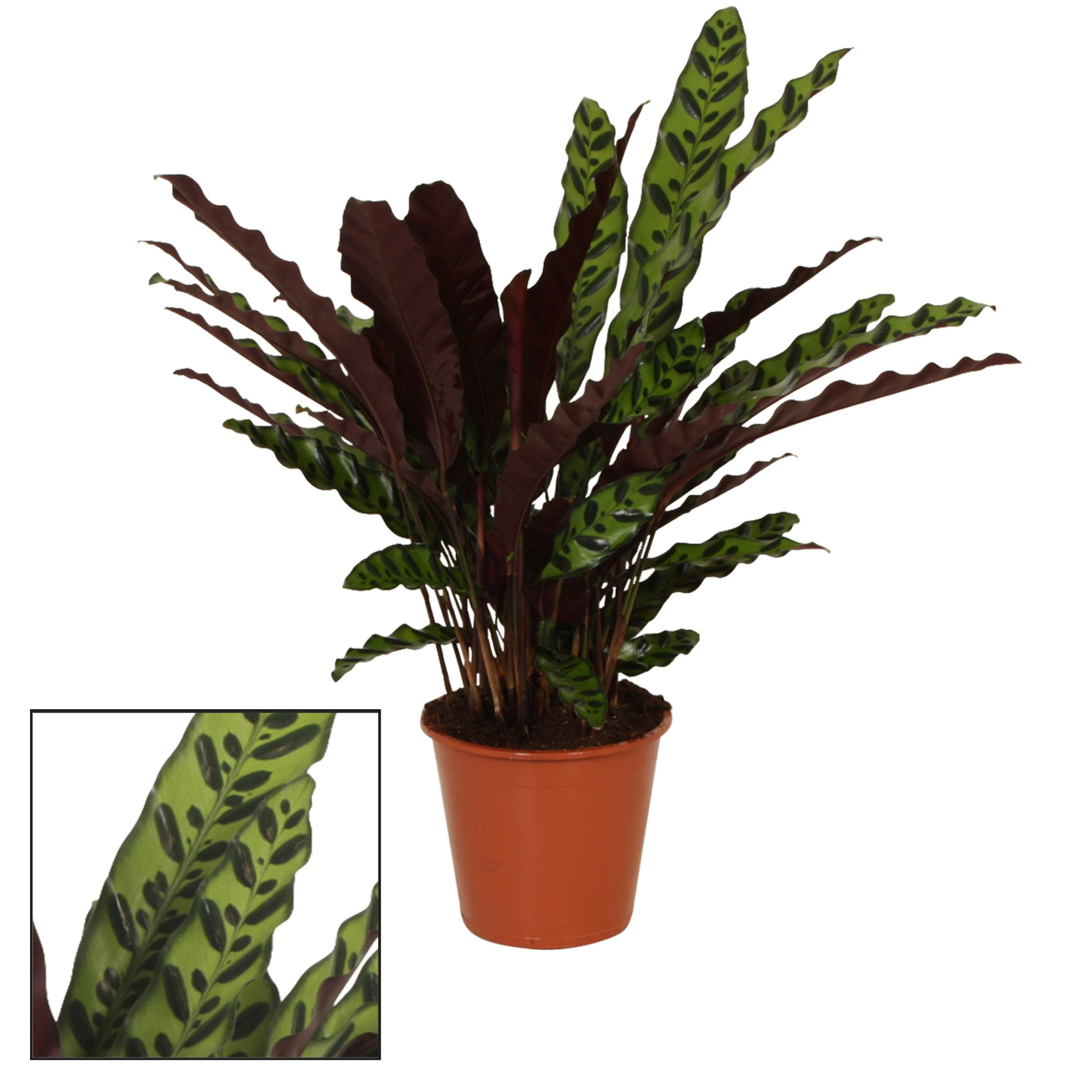 Calathea 17cm Insigne (Lancifolia), D 17 cm