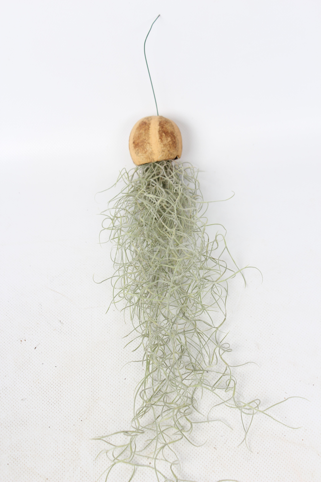 Tillandsia in een Pumpkin Bellcup, D 25 cm