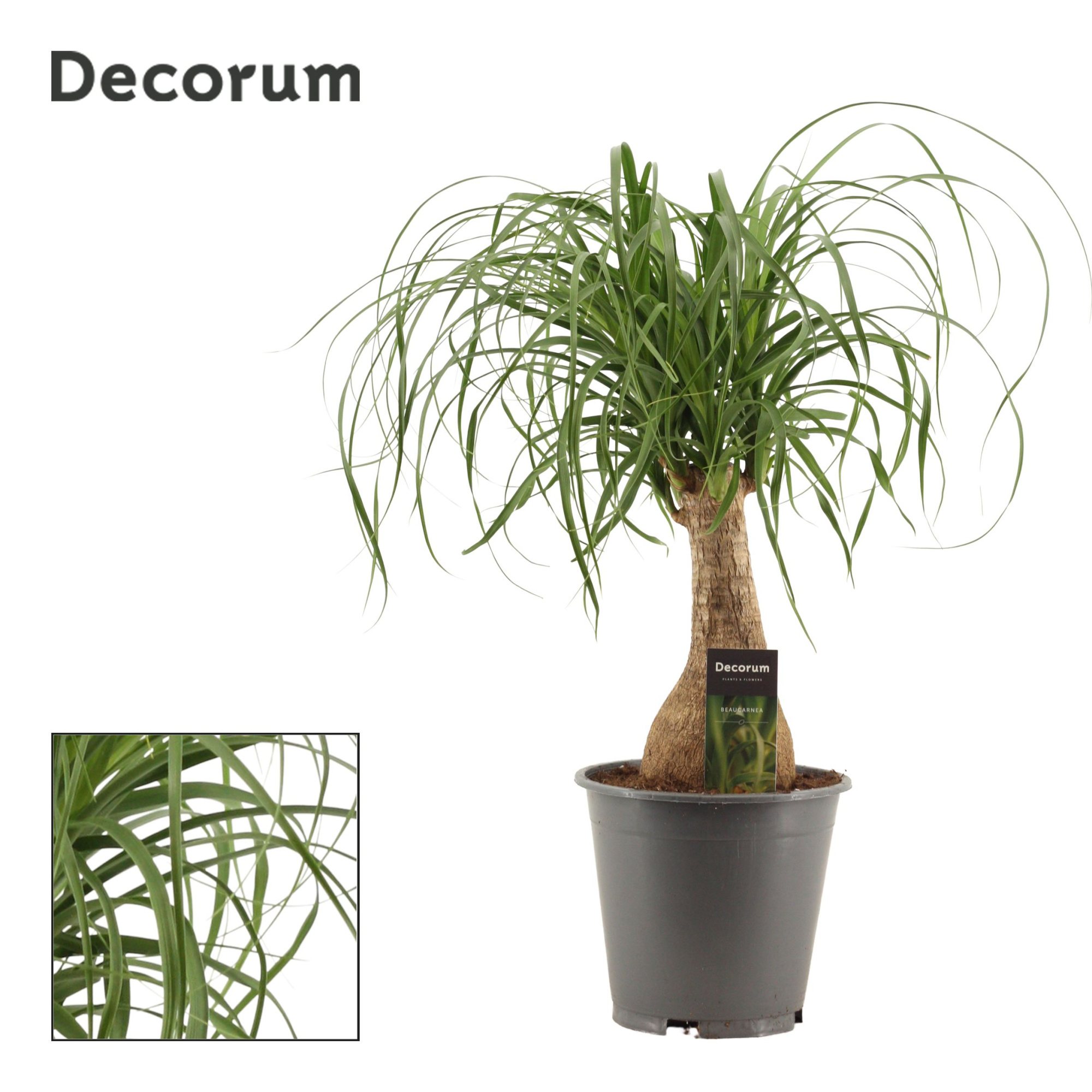 Beaucarnea recht 19 cm containerpot (Decorum), D 19 cm