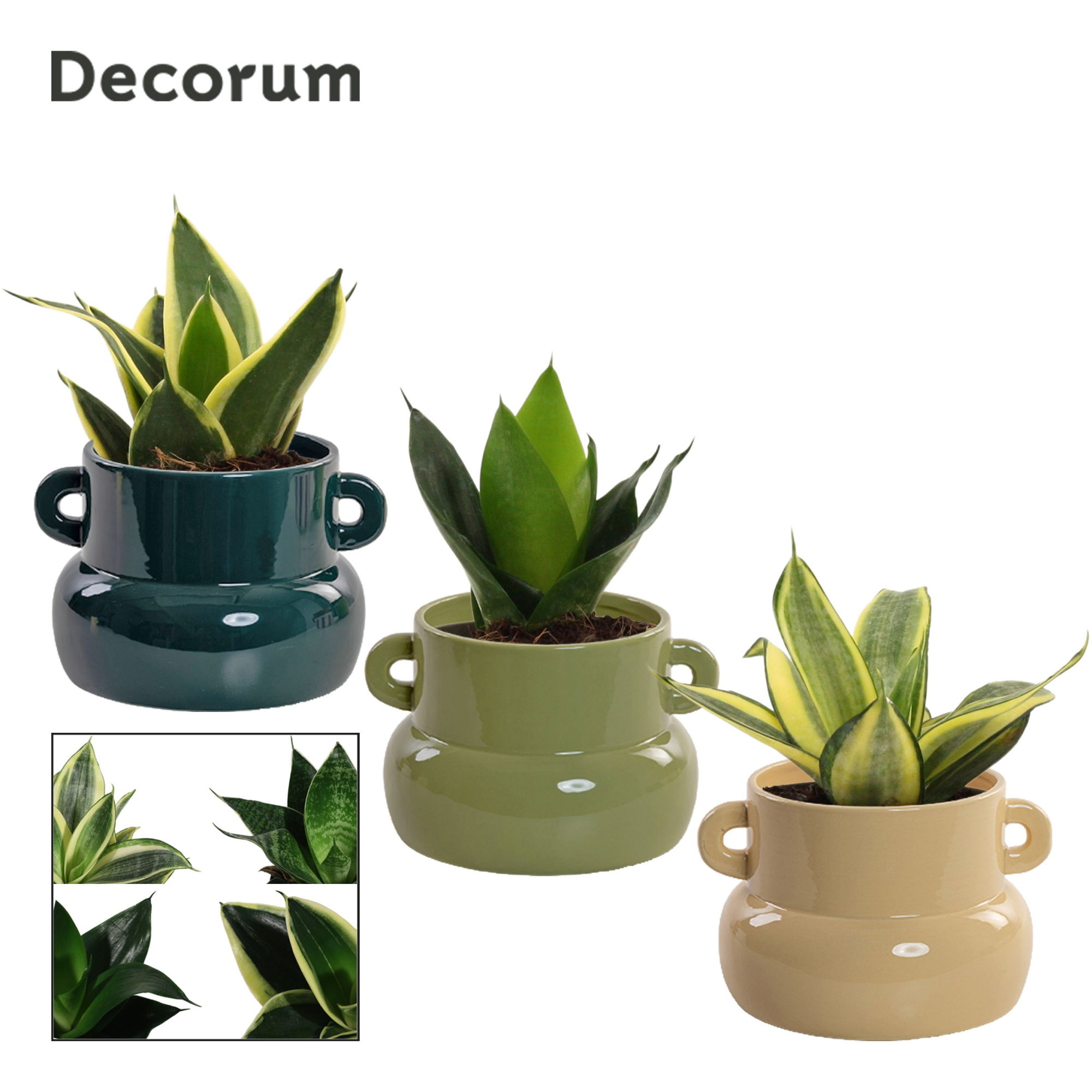 Sansevieria Hahnii 9 cm mix in Lucy (Top blend-collection), D 9 cm