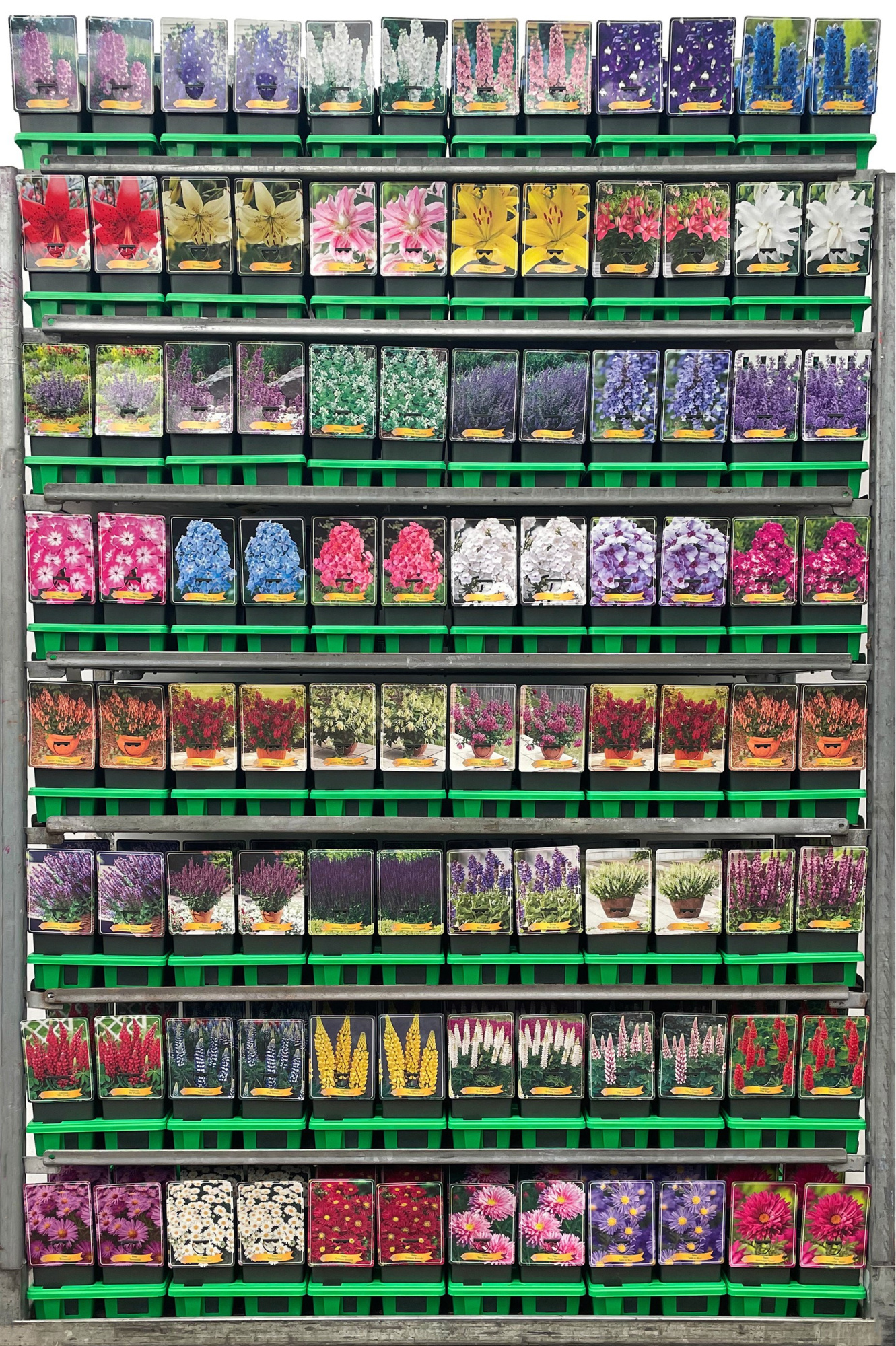 Budgetkar vaste planten Mix CC P11, D 11