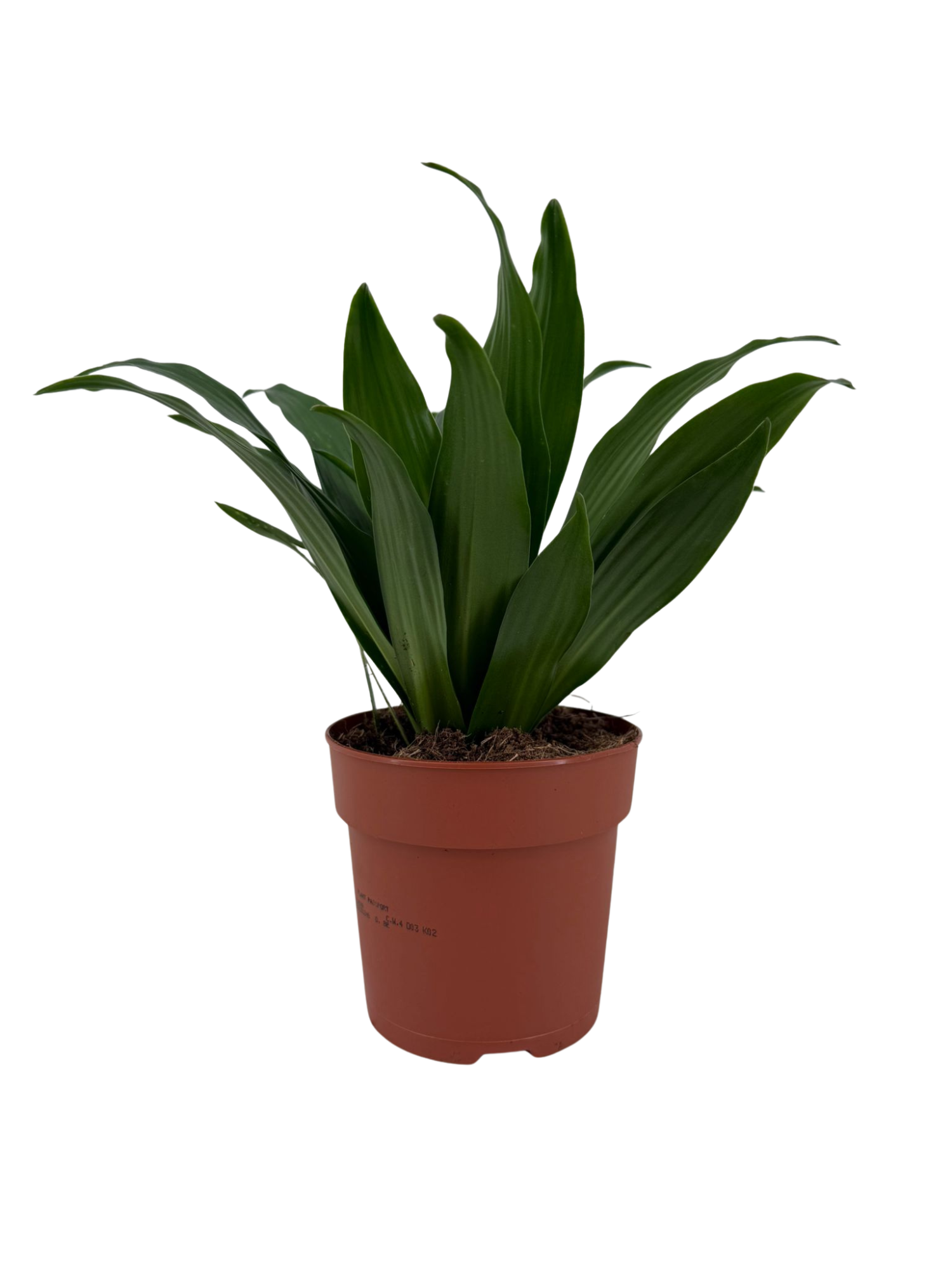 Dracaena Compacta p12, D 12