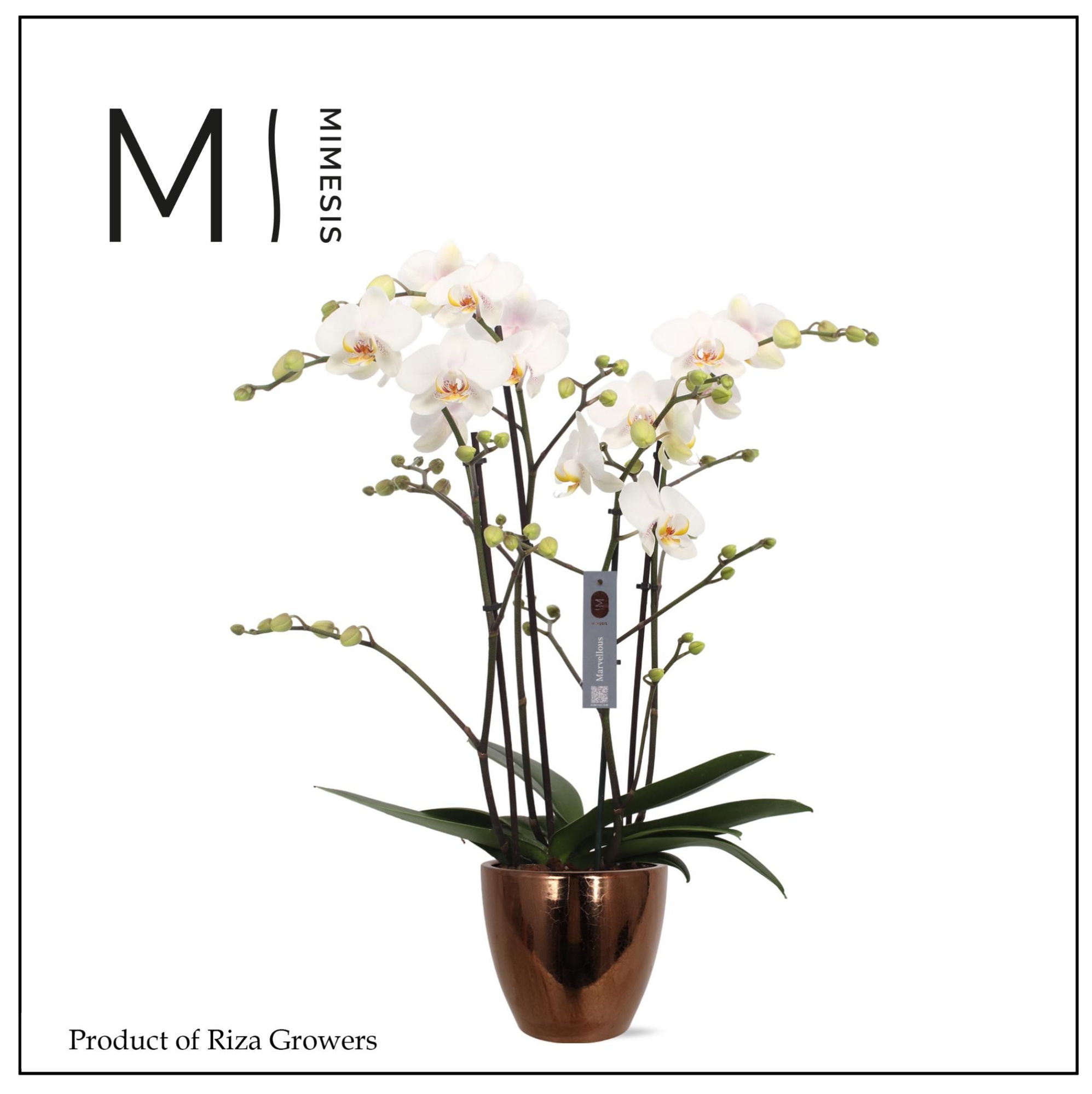 Mimesis Phal. Marvellous White - 50+ flowers 17cm in Sven Gold Ceramic, D 17