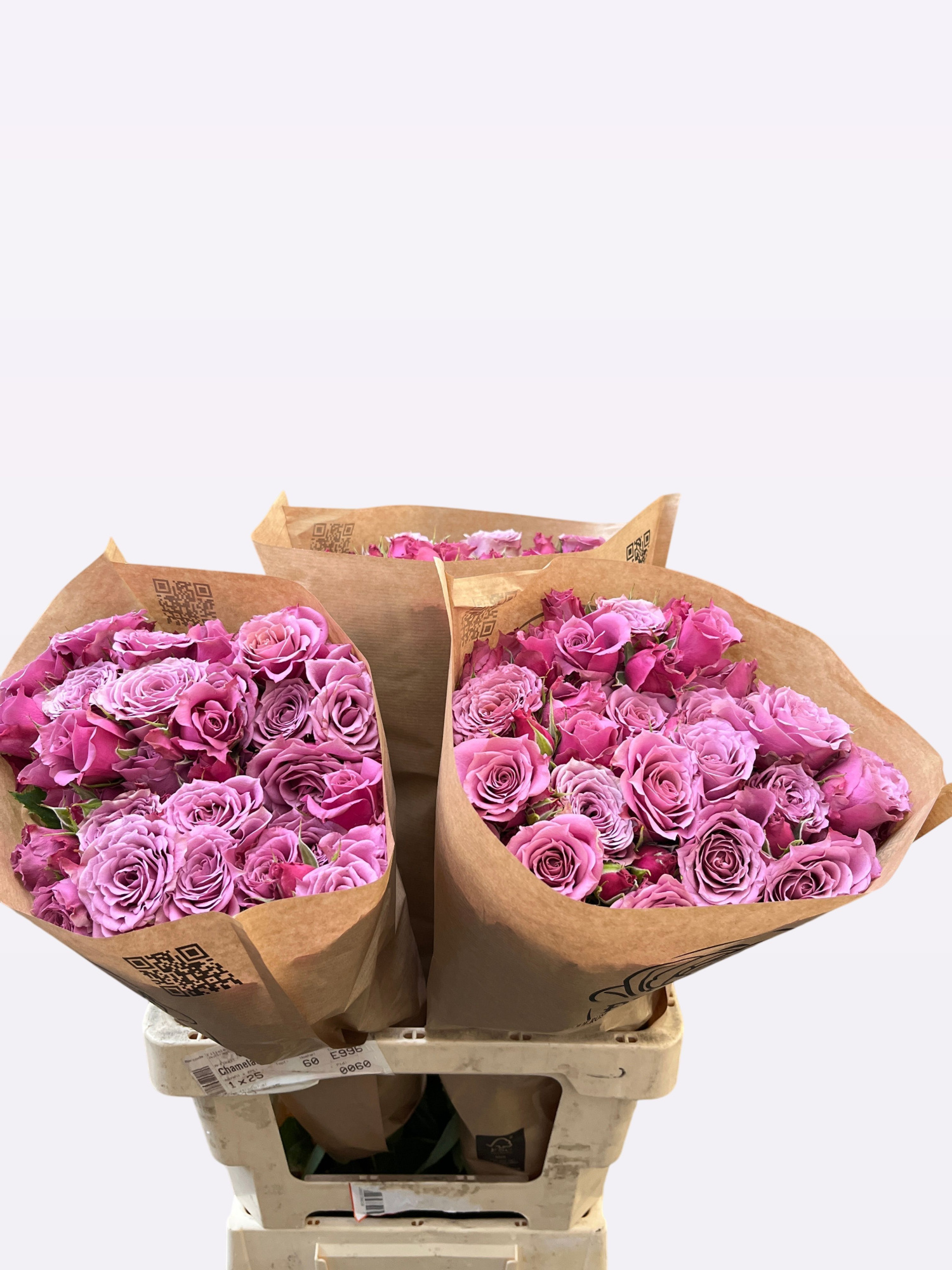 Роза куст. Овериг 50, шт.