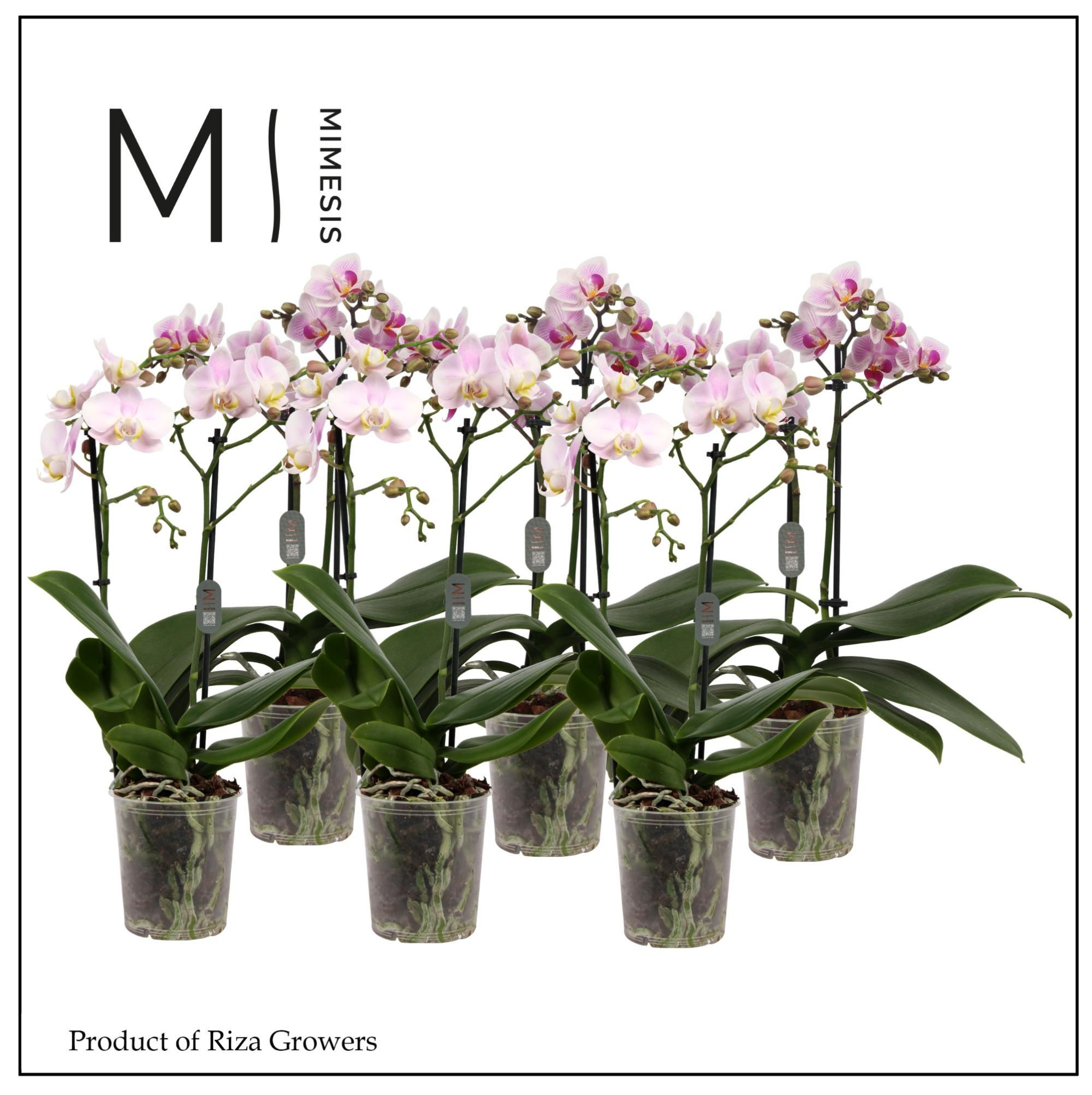 Phalaenopsis Light Pink 2 spike - 9cm | Mimesis, D 9 cm