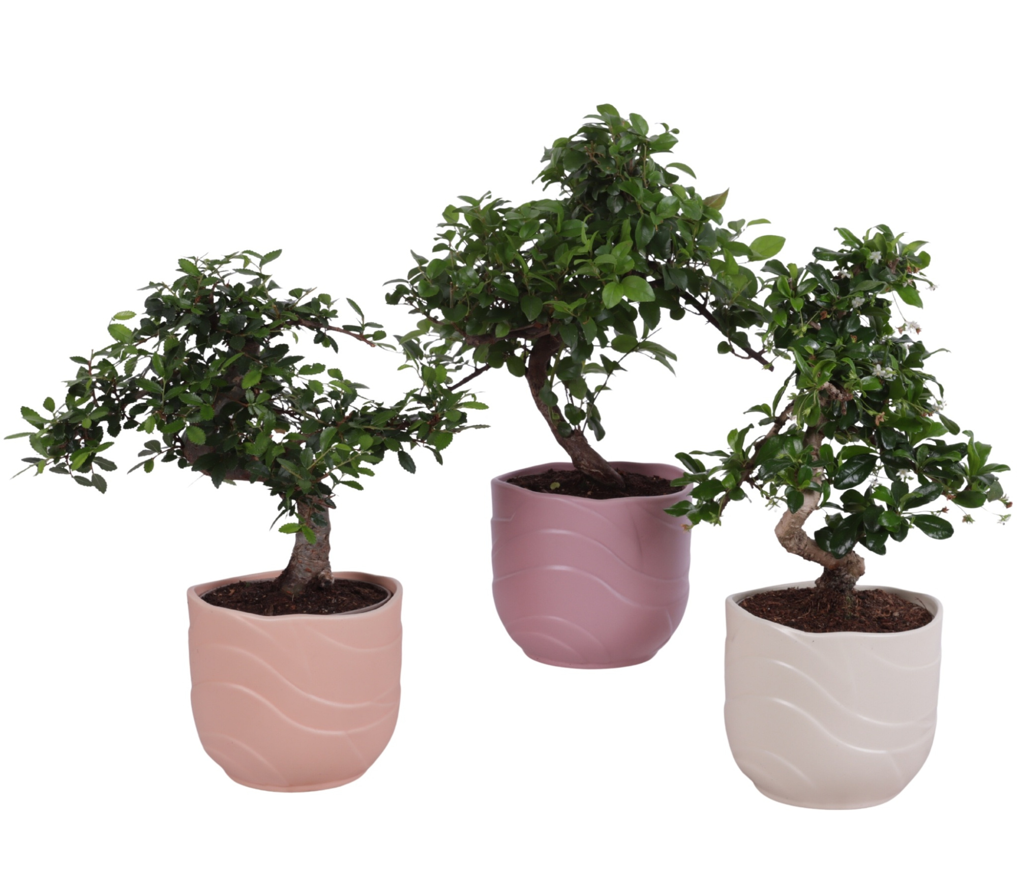 Bonsai Indoor Mix Ø12cm S-Shape in Ø 14cm Ceramic SE660, D 14