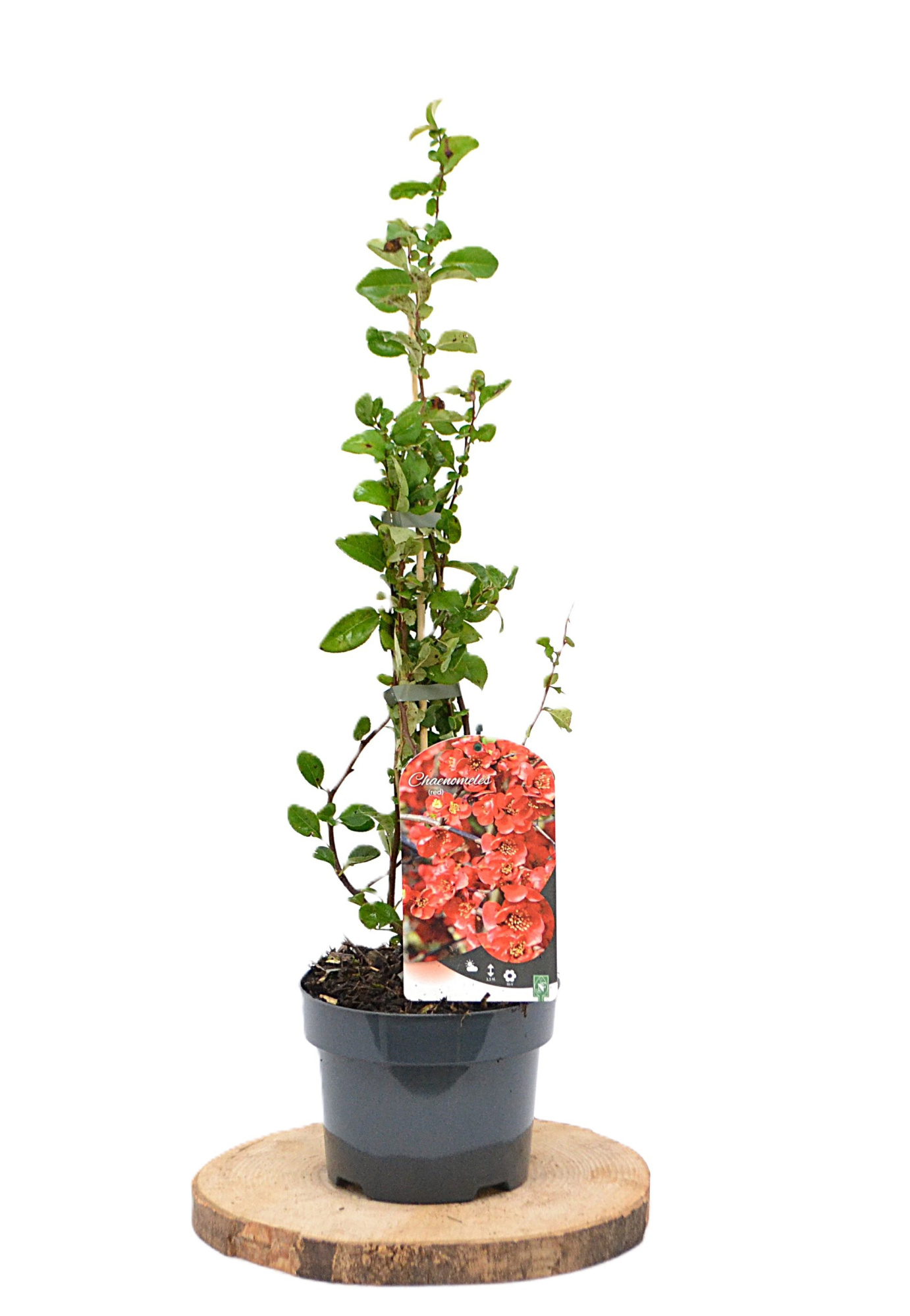 Chaenomeles sup. 'Red Trail' C2, D 17