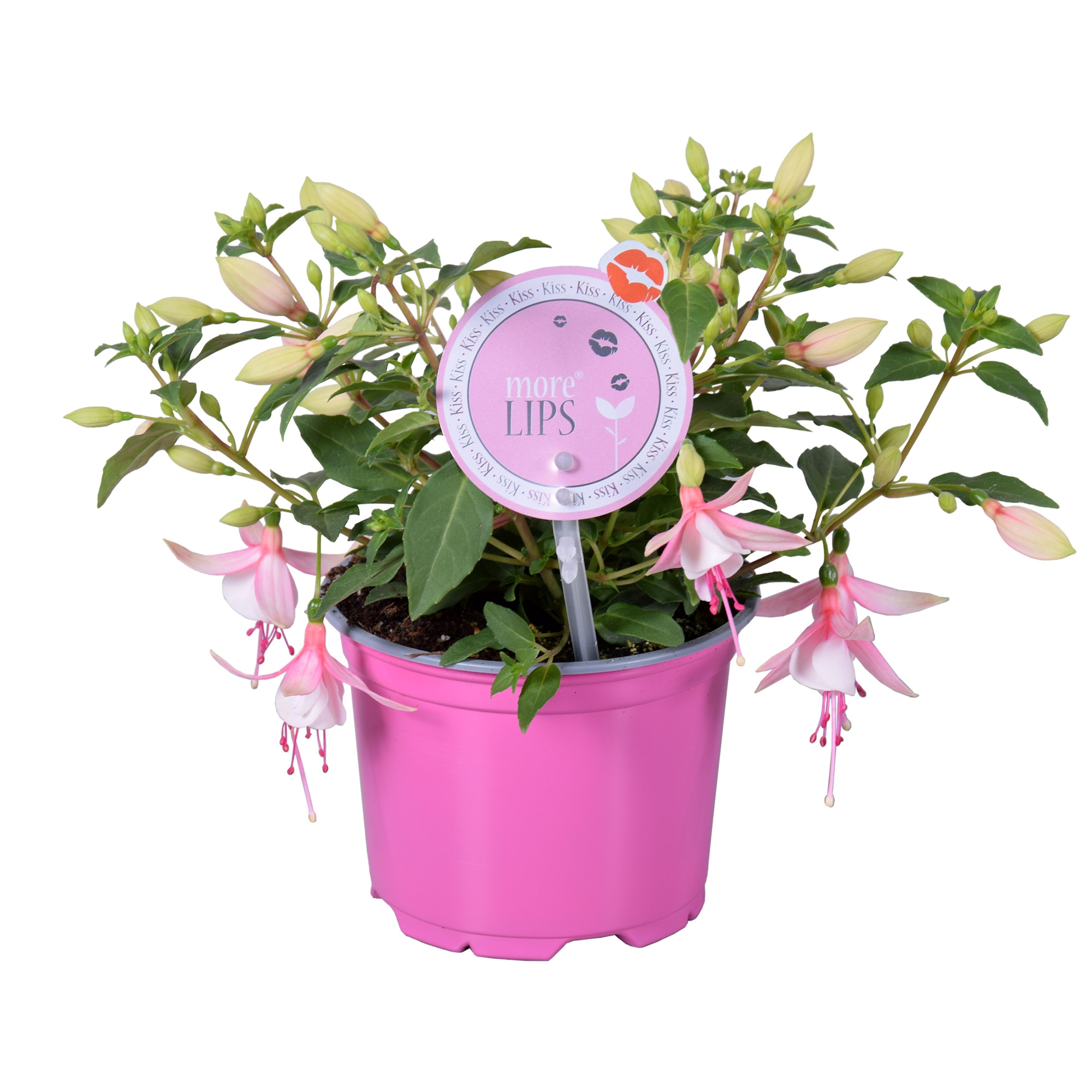 MoreLIPS® Fuchsia Bella Sophia, D 12