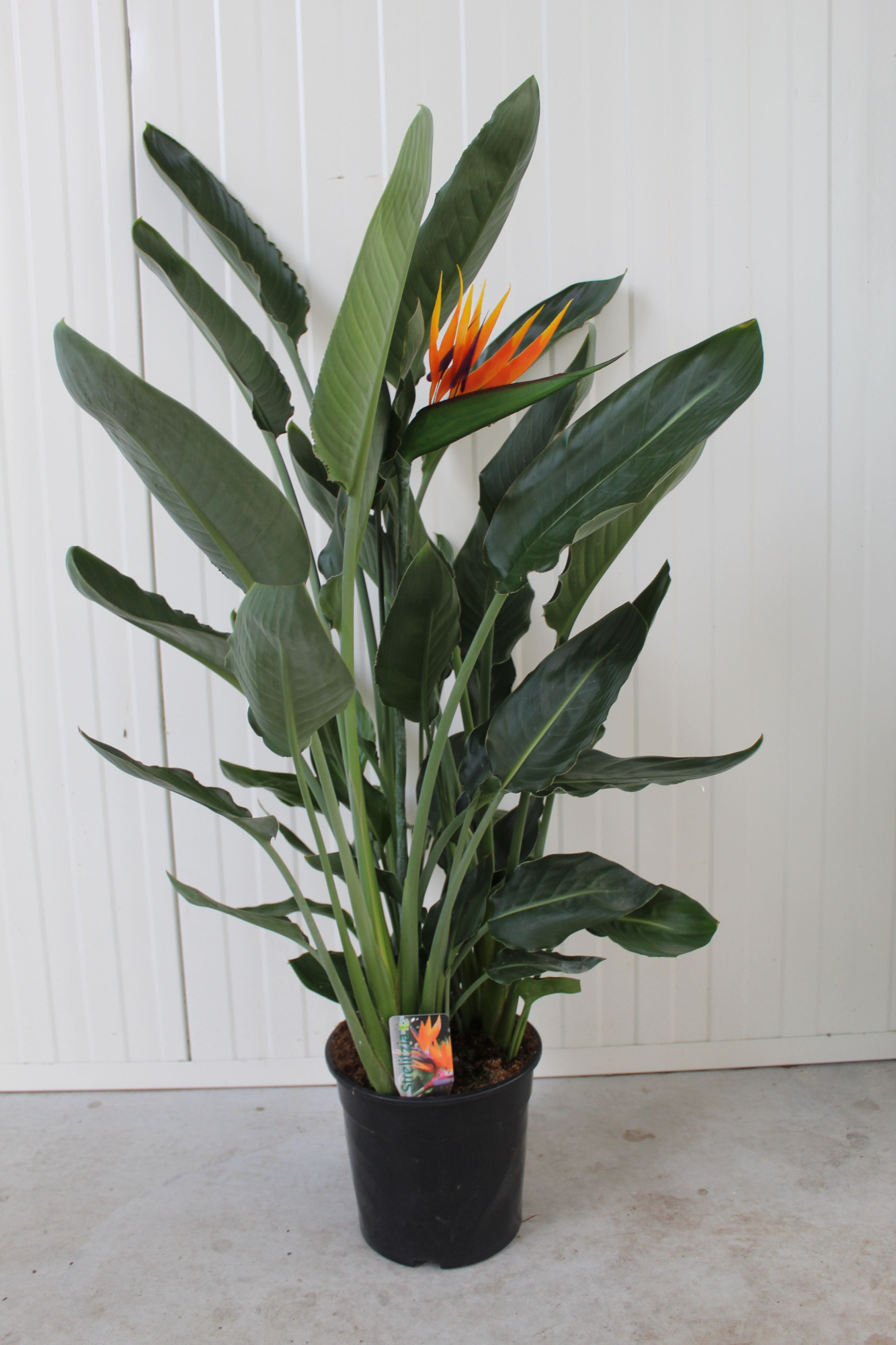 Strelitzia Reginae p24 kunstbloem, D 24