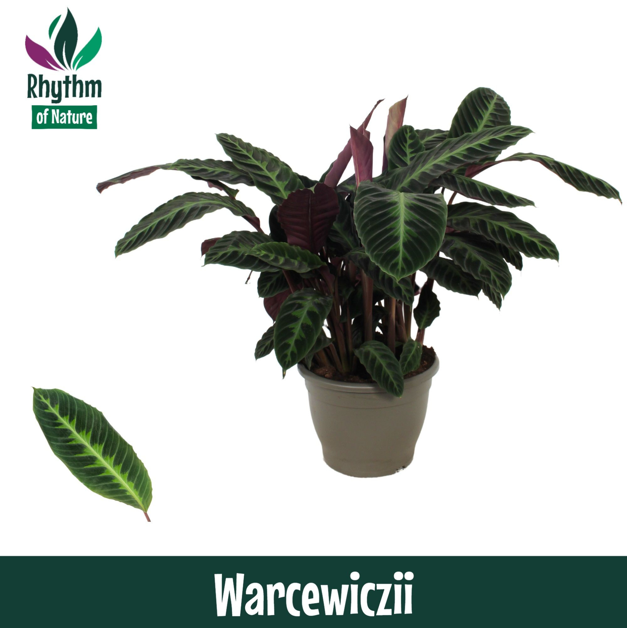 Calathea 32cm Warcewiczii - Rhythm of Nature, D 32