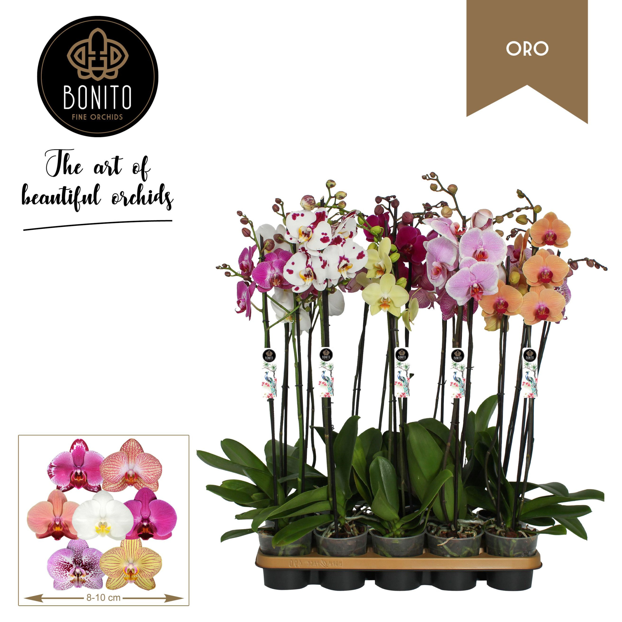 Phal. Oro mix - 2-Tak met 8 kleuren, D 12