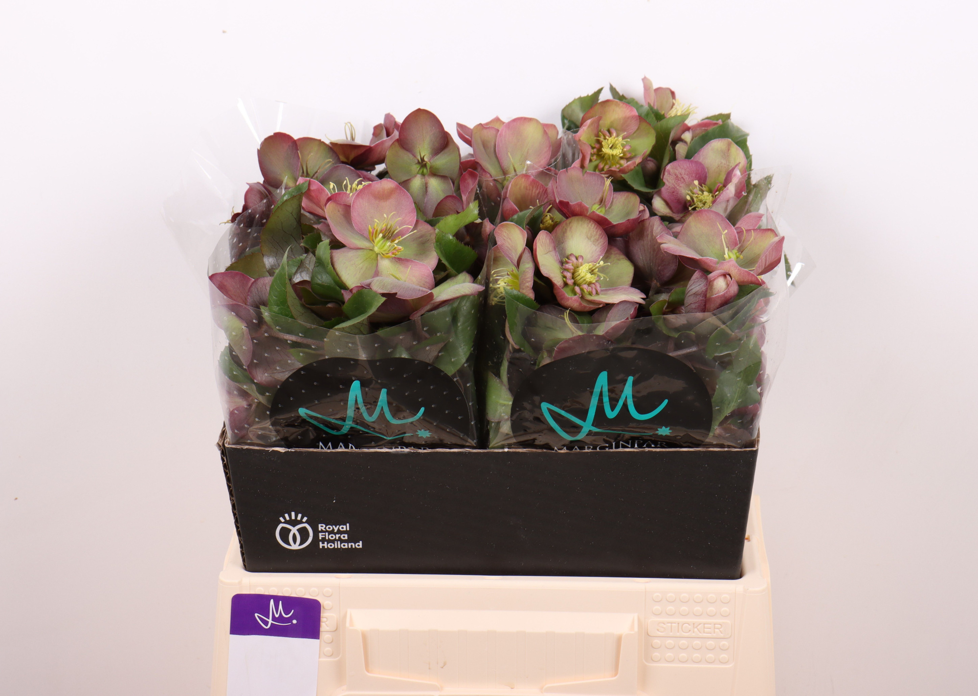 Хелеборус од. Маммут Пинк 40, шт.