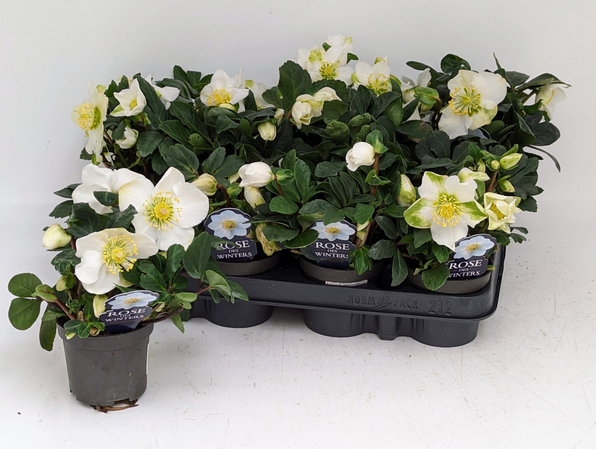 Helleborus Christmas Carol T9 "Rose des Winters" PREMIUM SORTIERUNG, D 9 cm